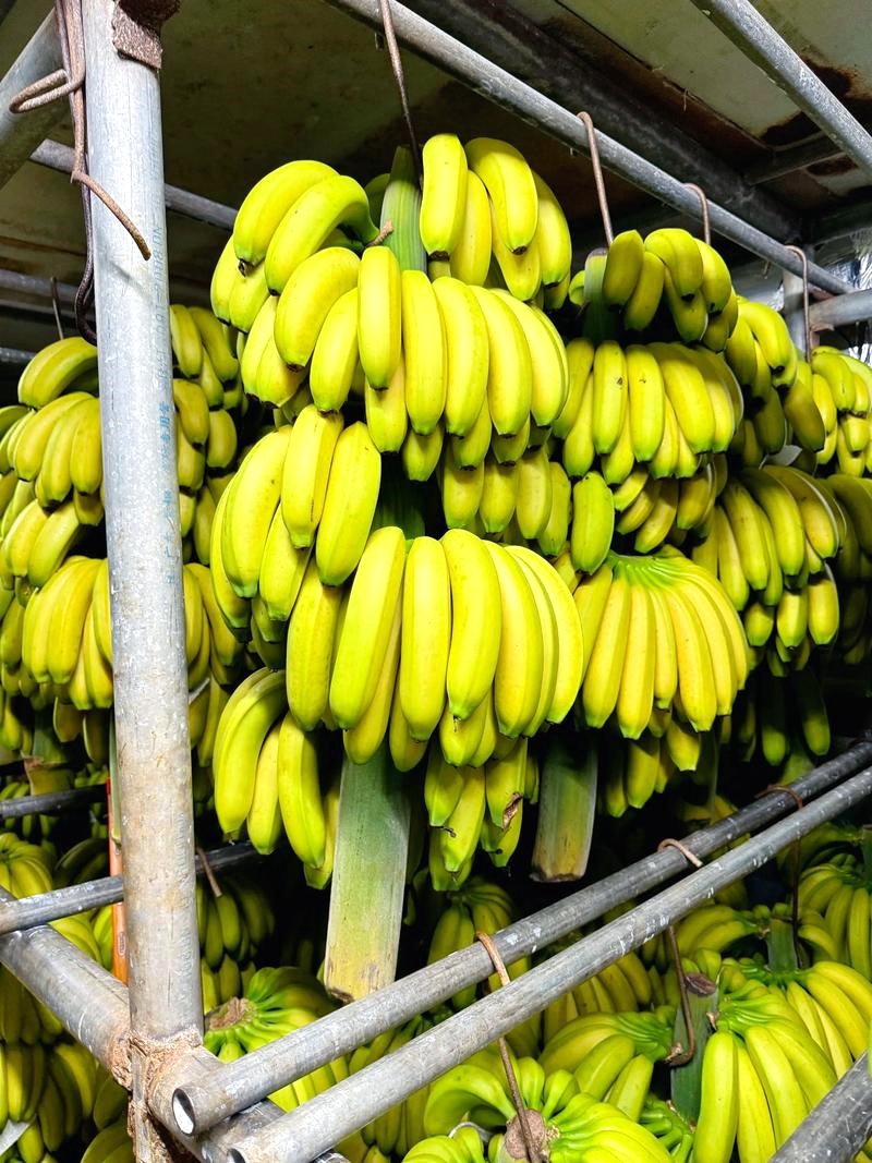 Freshly harvested bunches of bananas hang in a greenhouse in Hainan. /Photo provided to CGTN