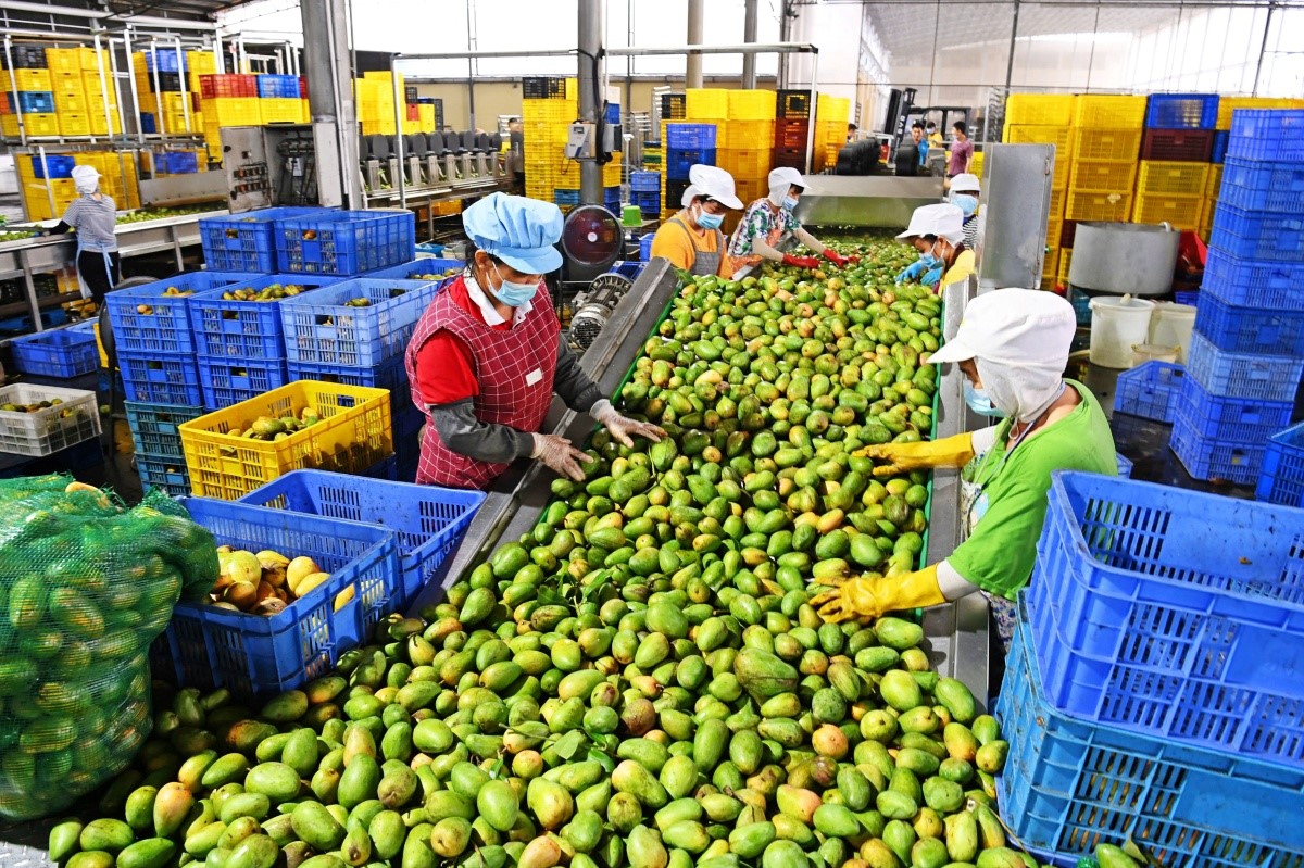 Farmers sort freshly harvested mangoes in a factory in Hainan. /Photo provided to CGTN