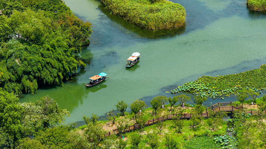 Live: Glide through the serene waterways of Xixi National Wetland Park