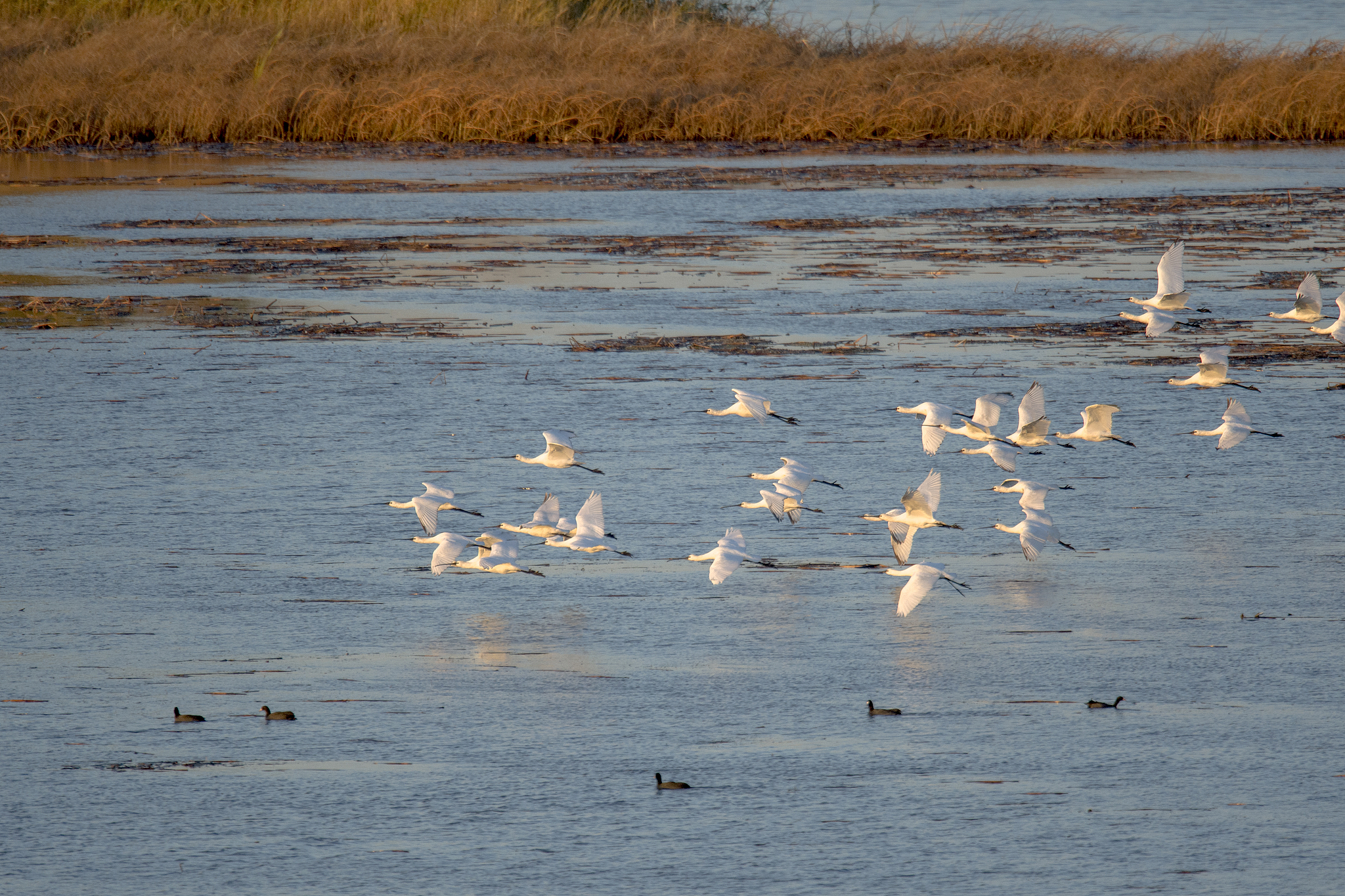 Crowds of white spoonbills are seen at Wolong Lake wetland in Kangping County, Shenyang City, northeast China's Liaoning Province, October 20, 2025. /VCG