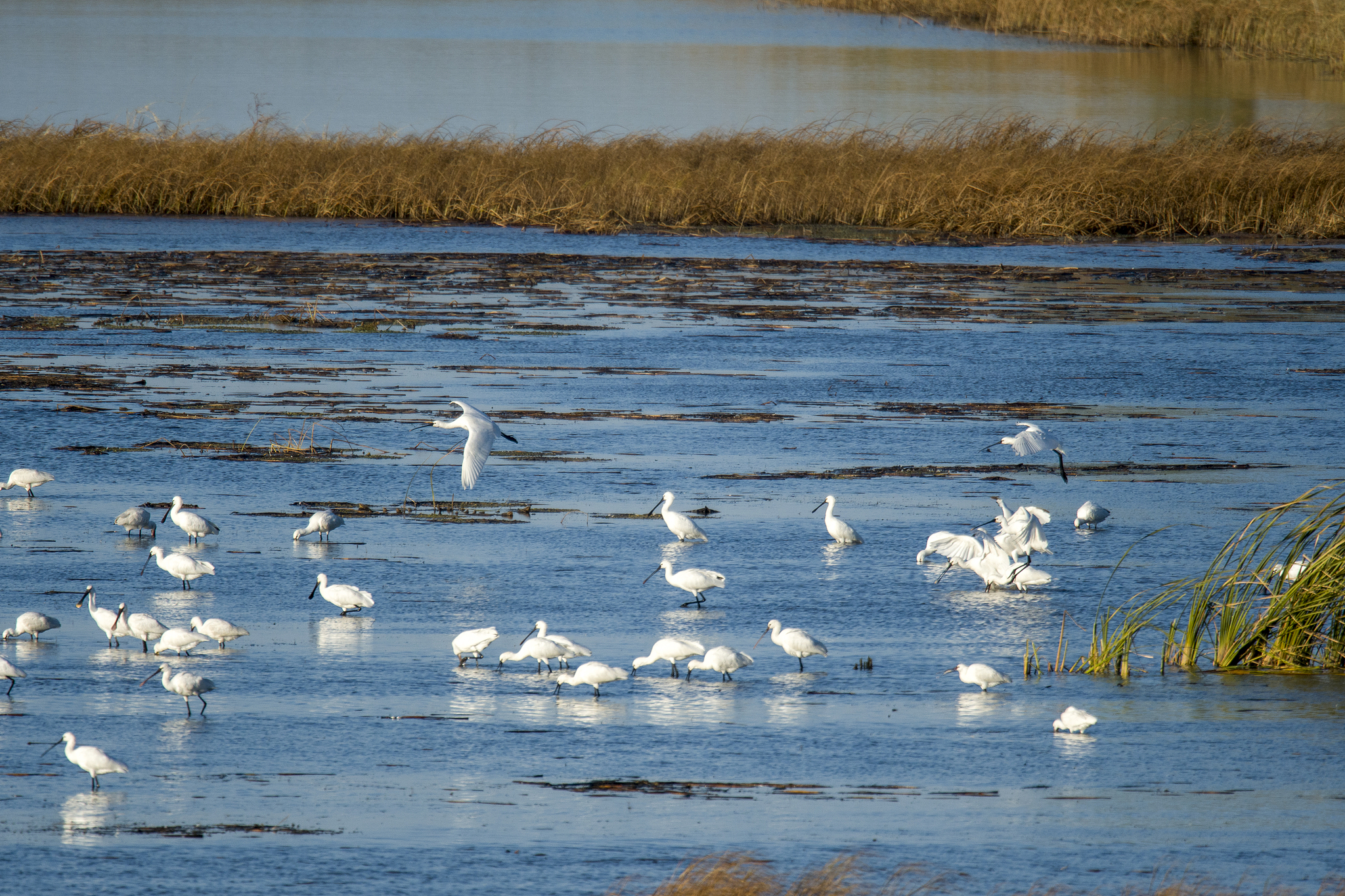 Crowds of white spoonbills are seen at Wolong Lake wetland in Kangping County, Shenyang City, northeast China's Liaoning Province, October 20, 2025. /VCG
