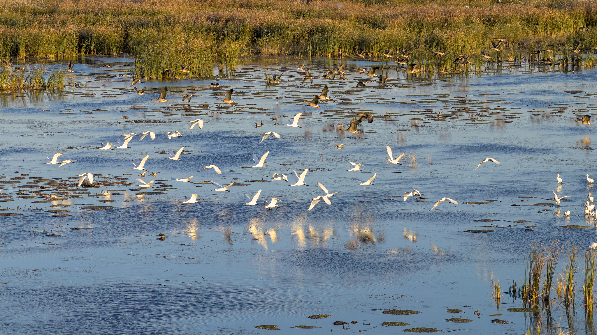 Crowds of white spoonbills are seen at Wolong Lake wetland in Kangping County, Shenyang City, northeast China's Liaoning Province, October 20, 2025. /VCG