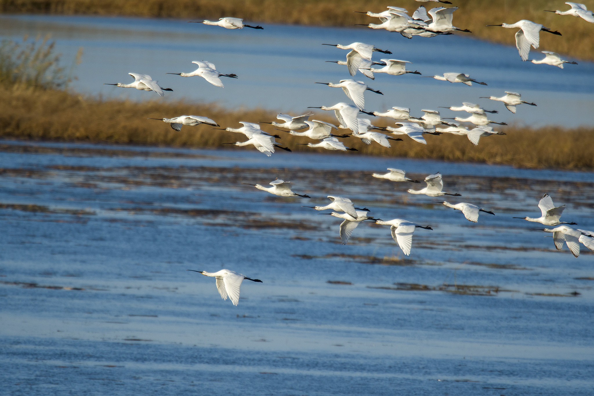 Crowds of white spoonbills are seen at Wolong Lake wetland in Kangping County, Shenyang City, northeast China's Liaoning Province, October 20, 2025. /VCG