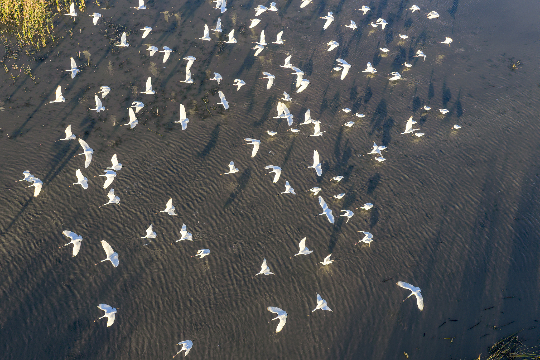 Crowds of white spoonbills are seen at Wolong Lake wetland in Kangping County, Shenyang City, northeast China's Liaoning Province, October 20, 2025. /VCG