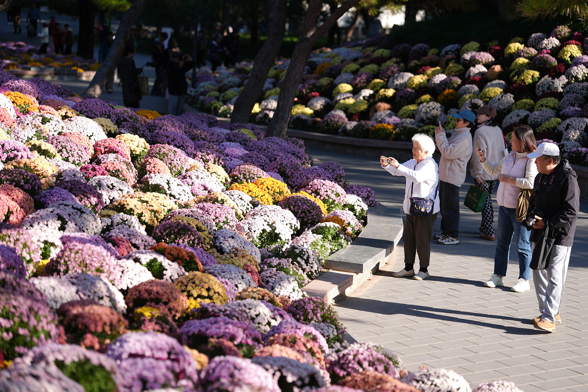 People enjoy the blooming chrysanthemums at Ritan Park in Beijing, October 20, 2025. /VCG