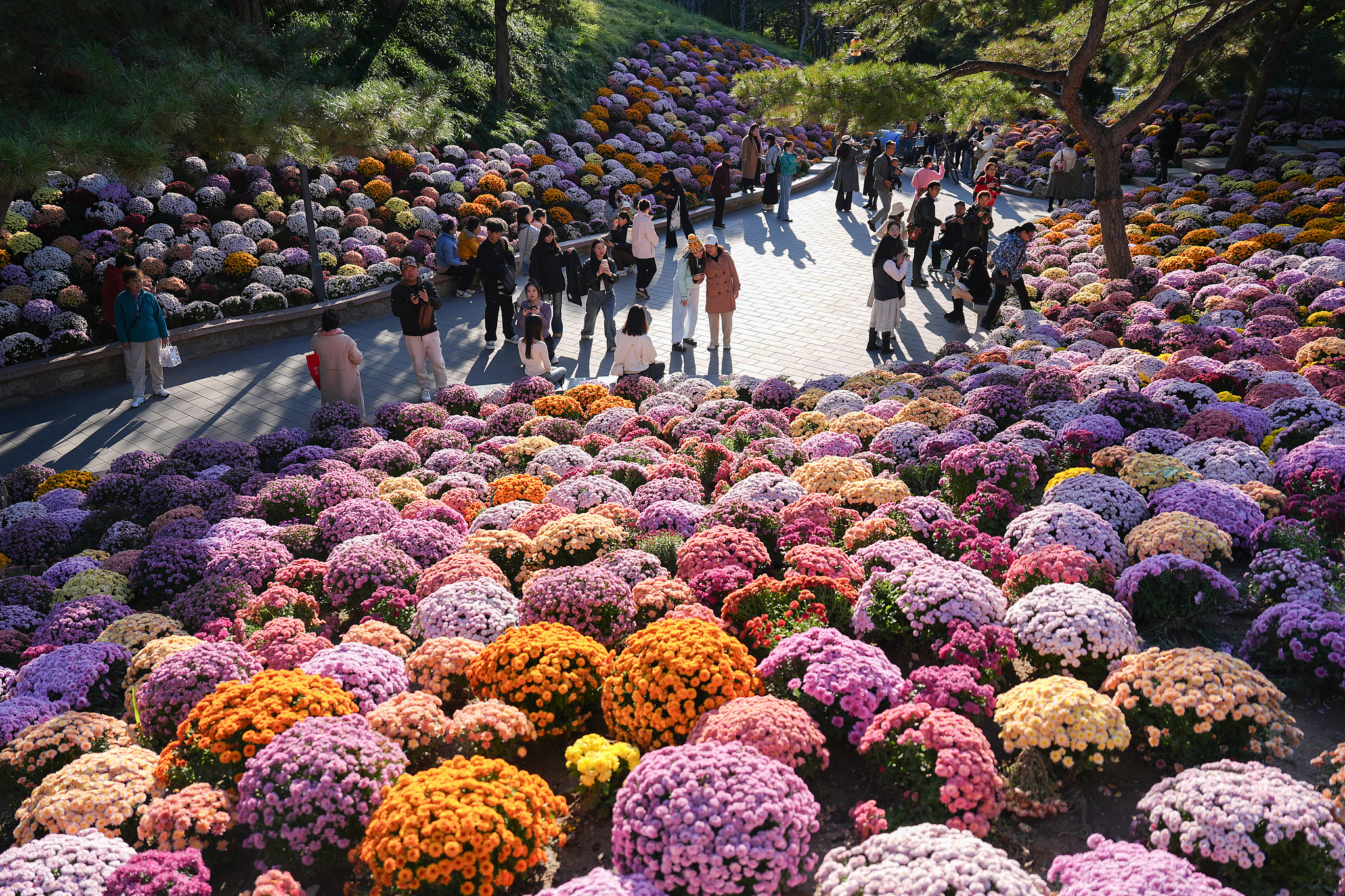 People enjoy the blooming chrysanthemums at Ritan Park in Beijing, October 20, 2025. /VCG