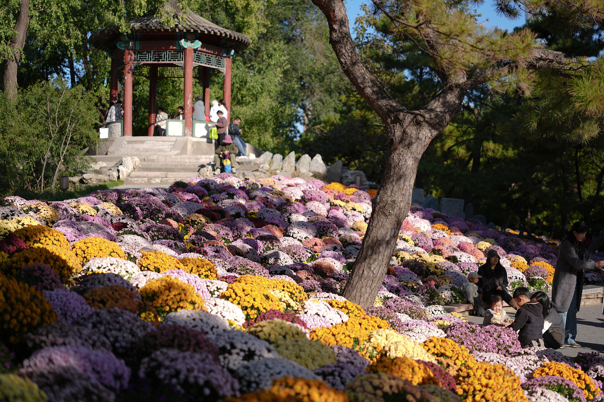 People enjoy the blooming chrysanthemums at Ritan Park in Beijing, October 20, 2025. /VCG