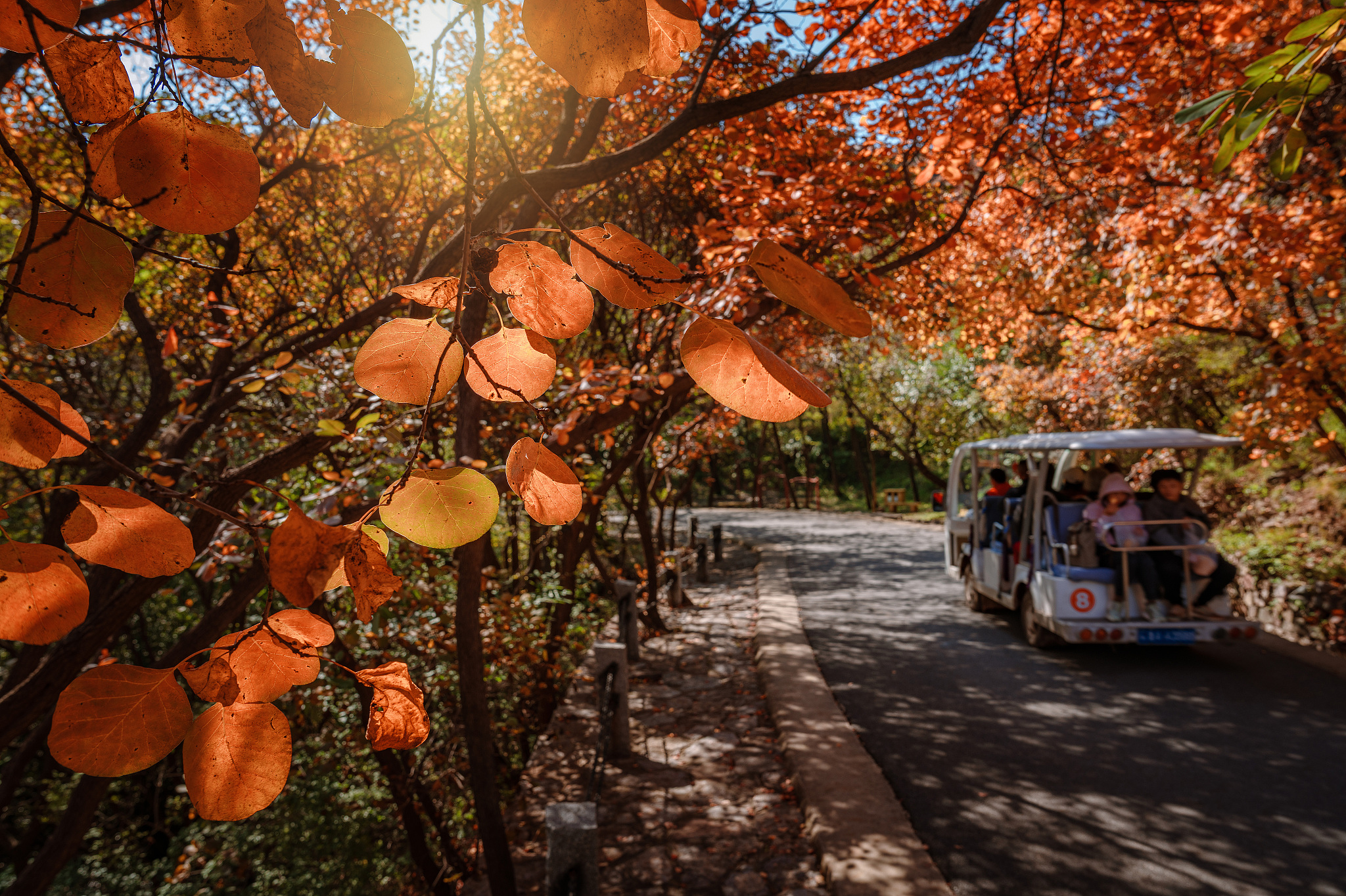 People visit the Red Leaves Canyon Scenic Area in Jinan, Shandong Province, on October 21, 2025. /VCG