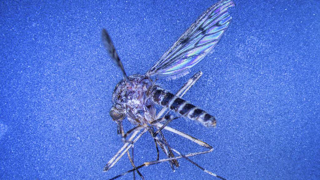 Mosquitoes discovered in Iceland for the first time