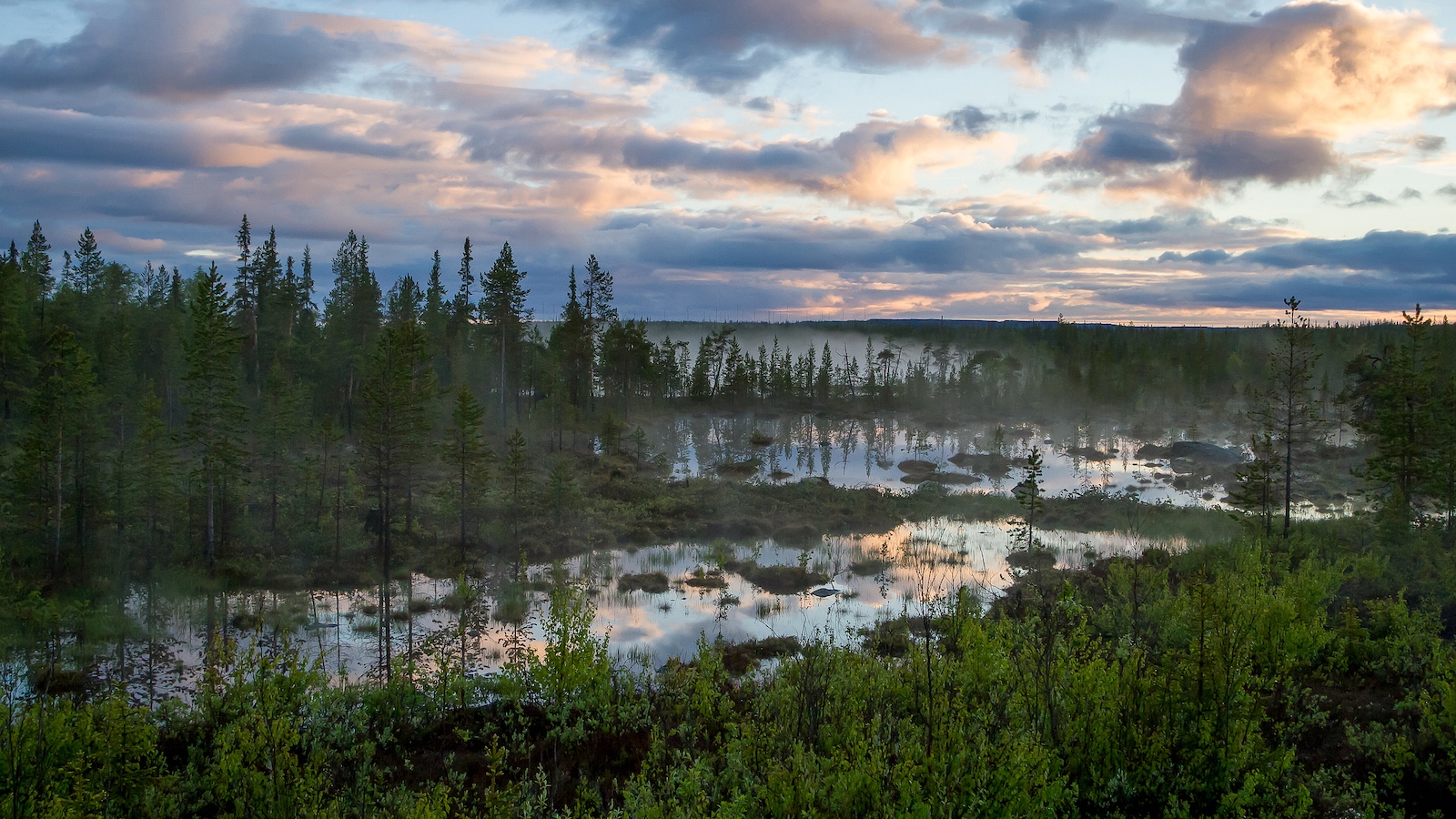 Russia launches 1st forest-climate project in Arctic region