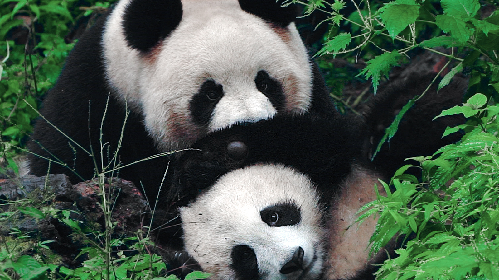 Giant pandas play at the Giant Panda National Park. /VCG