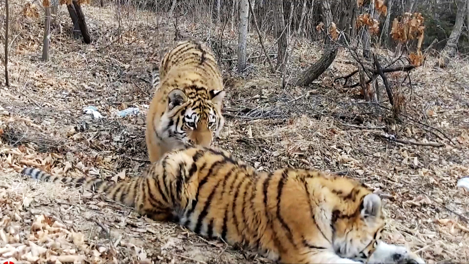 Siberian tigers play at the Northeast China Tiger and Leopard National Park. /CCTV+
