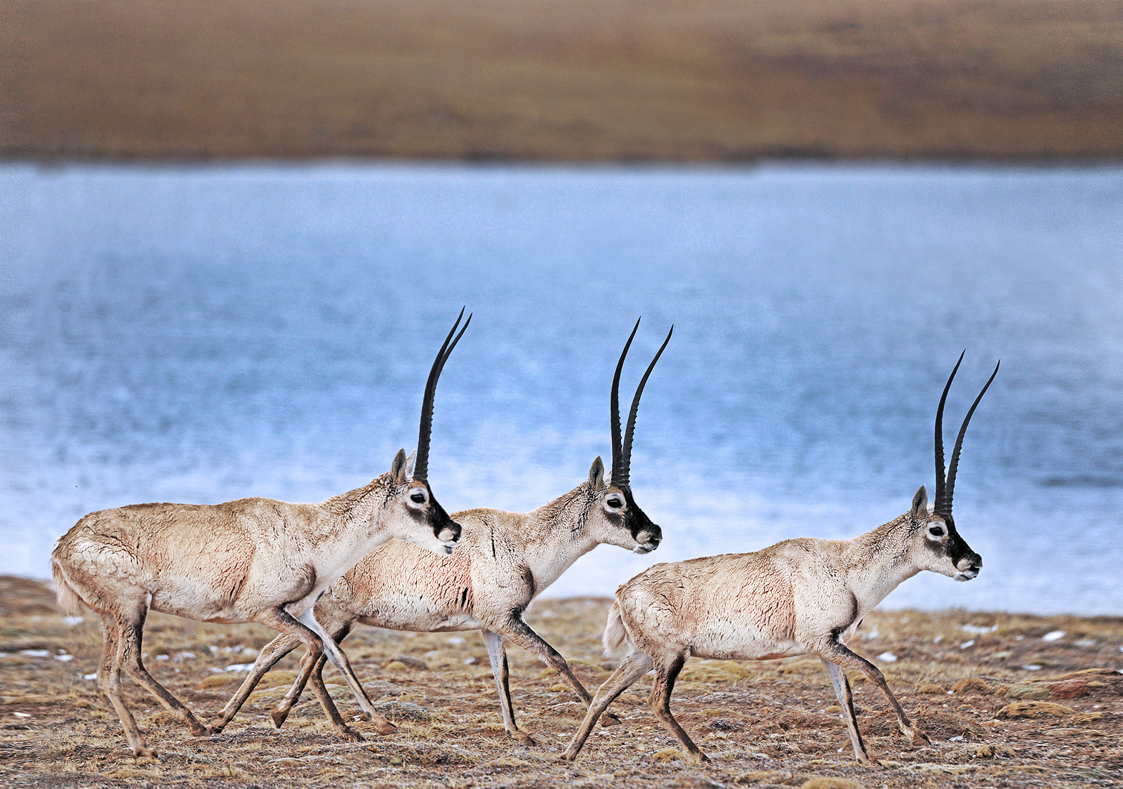 Tibetan antelopes are seen at the Sanjiangyuan National Park. /VCG