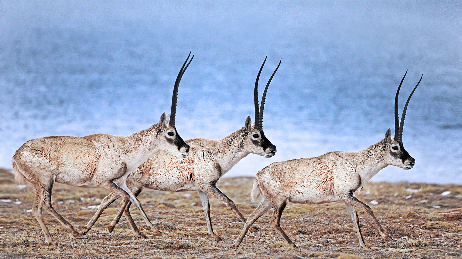 China advances ecological conservation through national park system