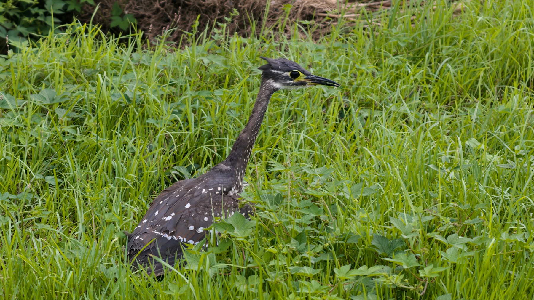 Rare bird spotted in Guizhou, highlighting conservation success