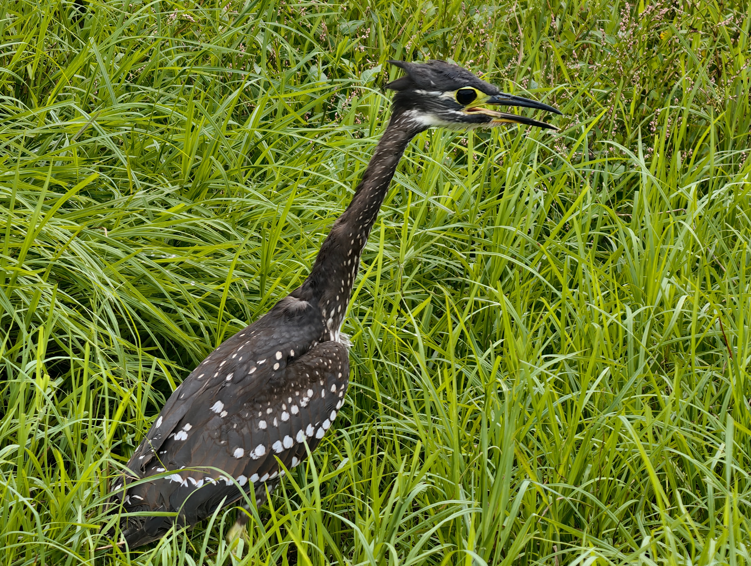 A white-eared night-heron is released into safe waters in the Yinjiang Tujia and Miao Autonomous County in southwest China's Guizhou Province on October 16, 2025. /Photo provided to CGTN