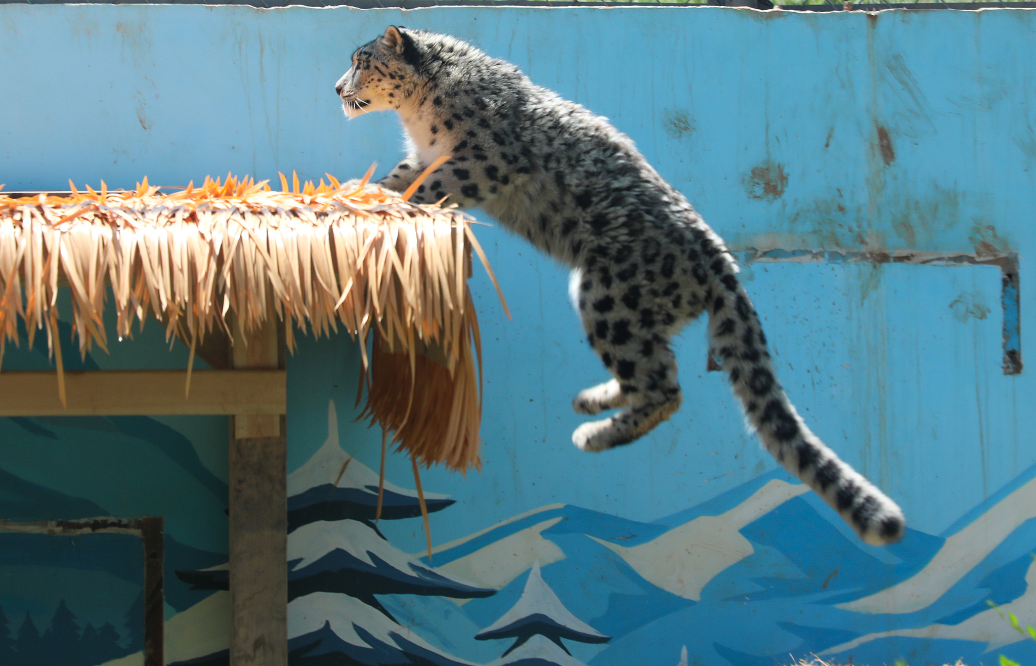 Snow leopard Ling Xiaozhe during its rehabilitation training at Xining Wildlife Park in Qinghai Province, northwest China, August 11, 2025. /VCG