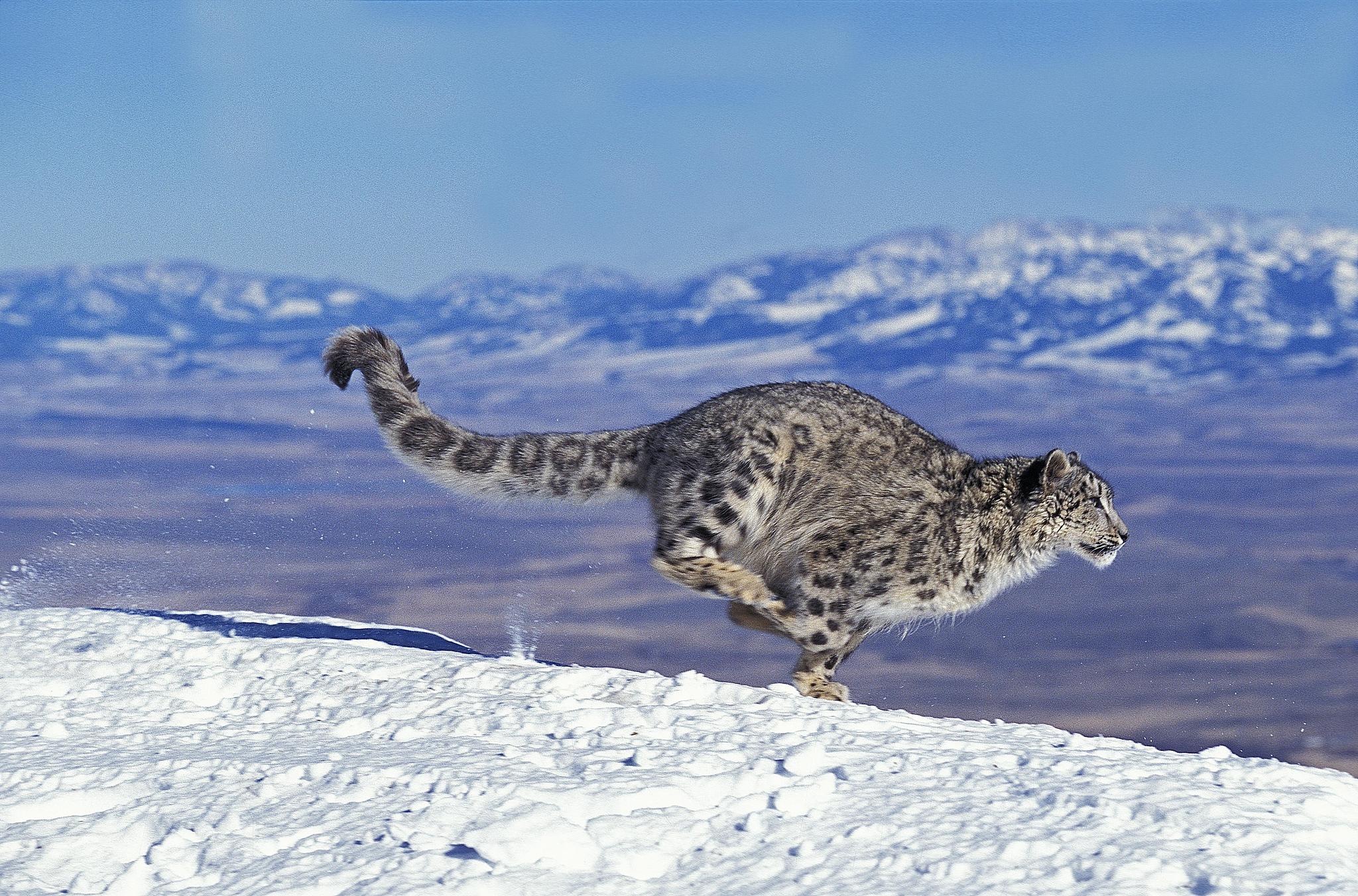 A snow leopard sprints down the mountain. /VCG