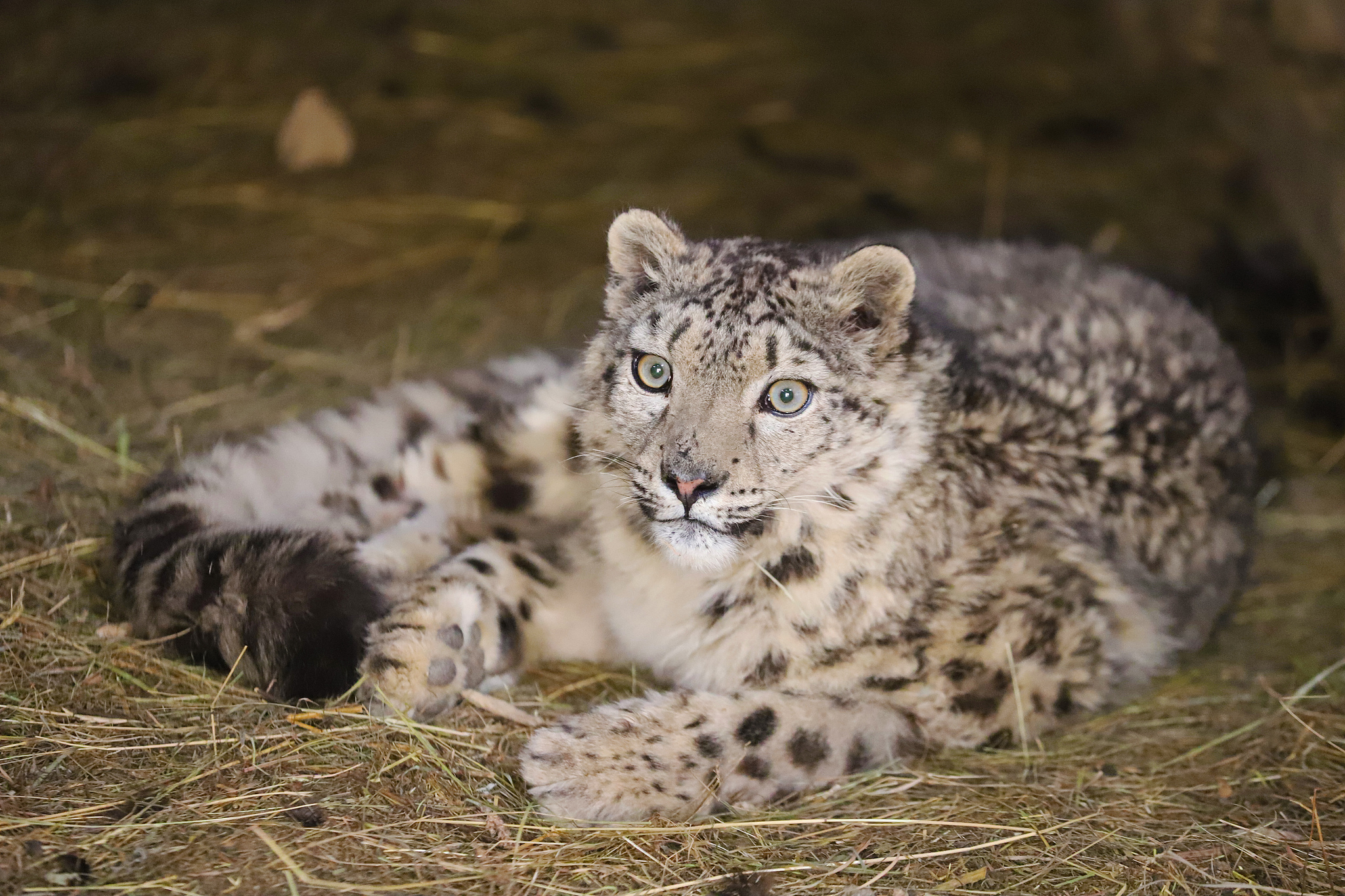 A snow leopard rests at a sheep pen in Aksu Prefecture, Xinjiang Uygur Autonomous Region, northwest China, August 12, 2025. /VCG