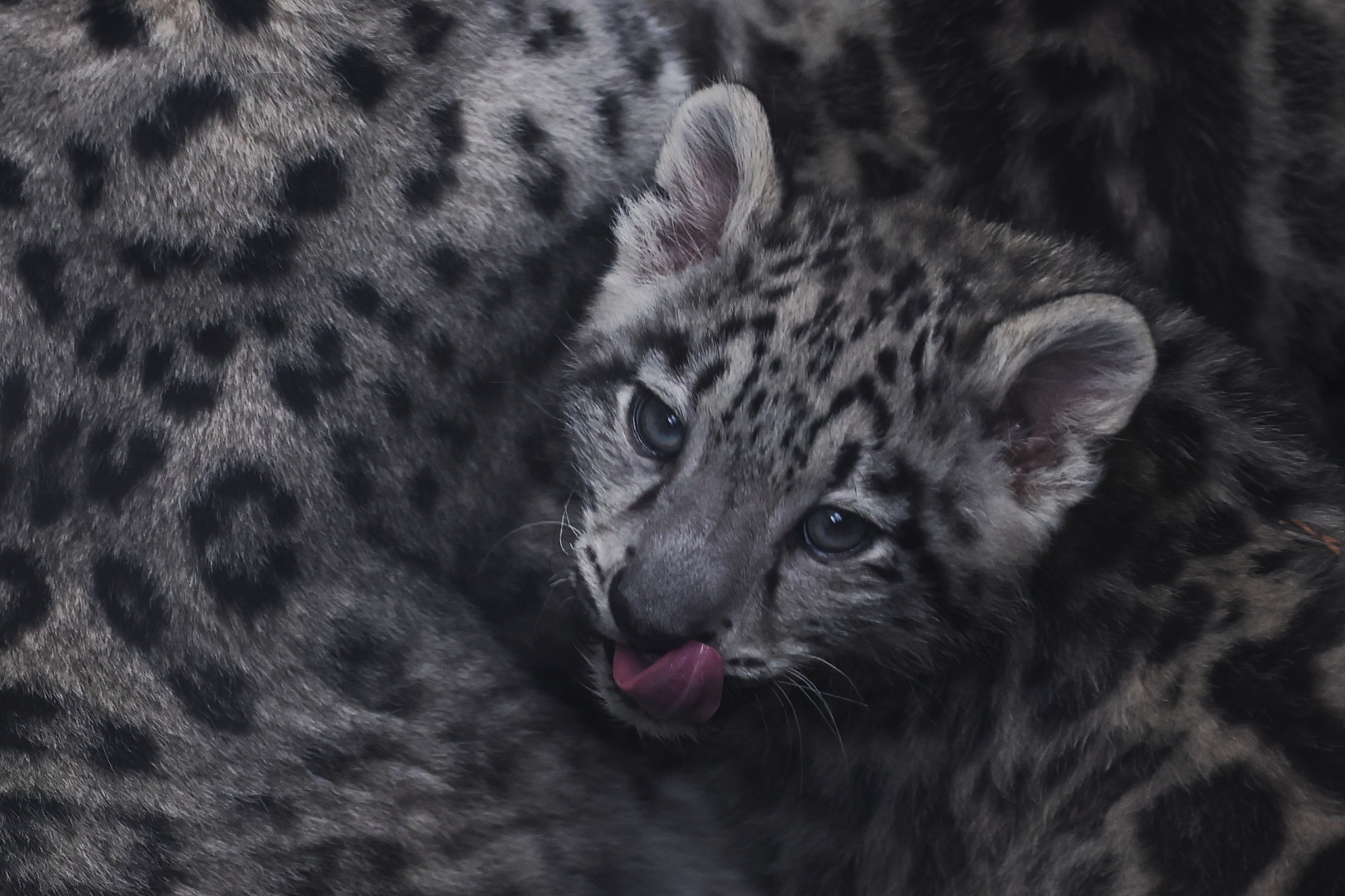A newborn snow panther is seen at the zoo in Chorzow, Poland, July 24, 2025. /VCG