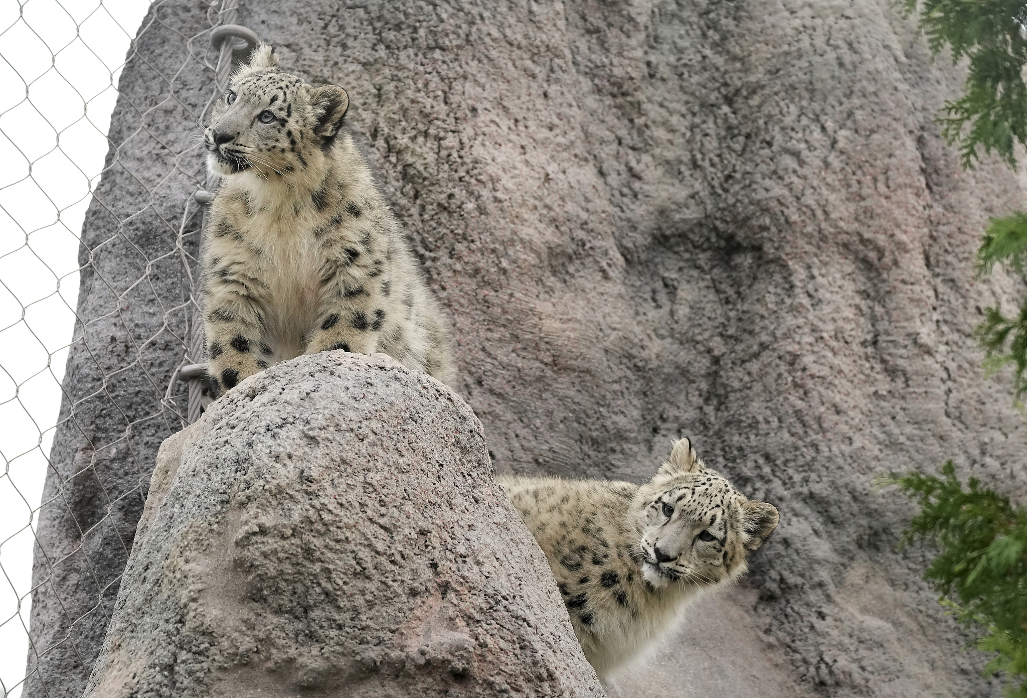 Five-month-old snow leopards Zoya and Minu explore their outdoor habitat at the Toronto Zoo in Toronto, October 25, 2024. /VCG