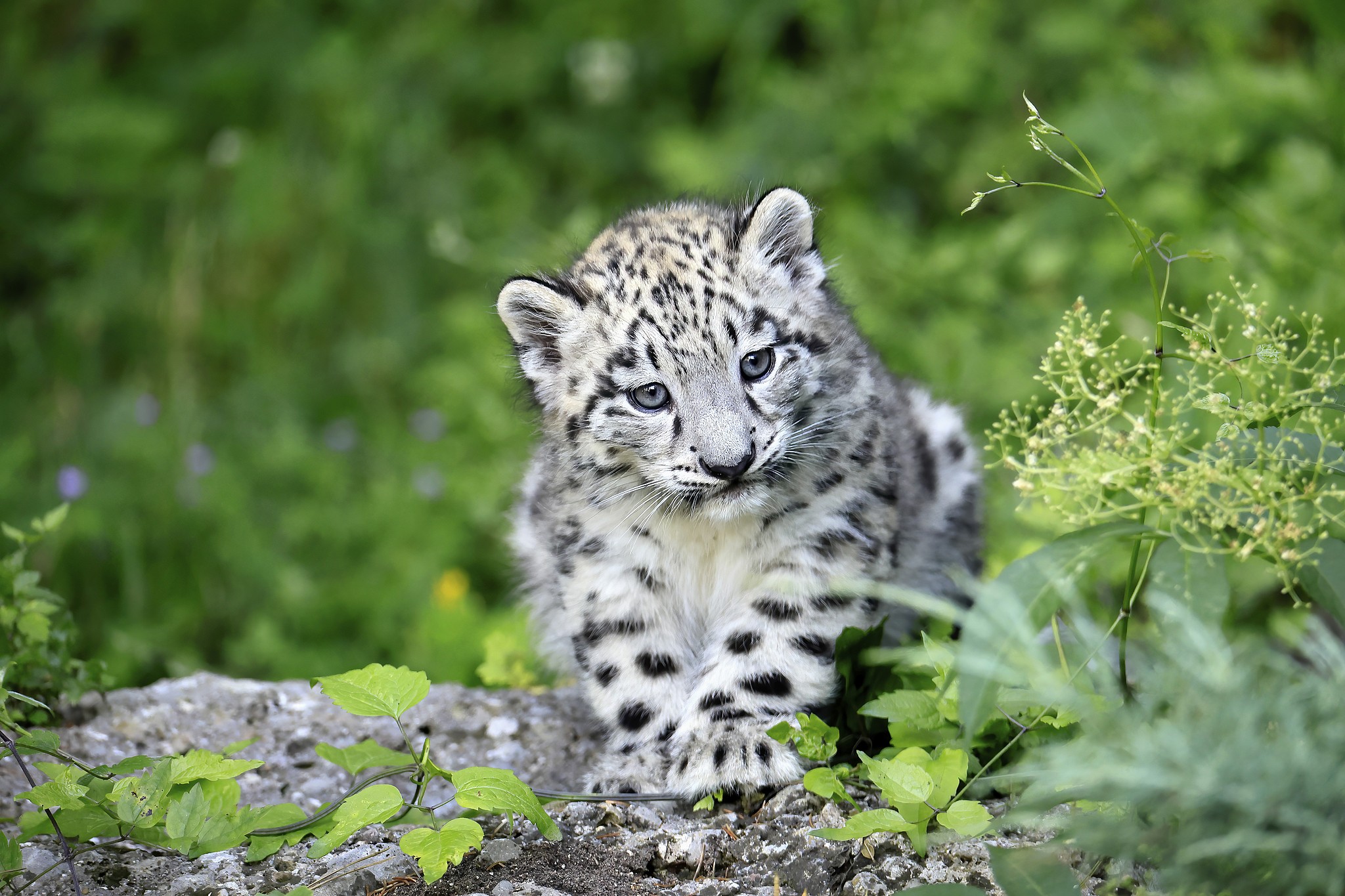 A snow leopard cub. /VCG