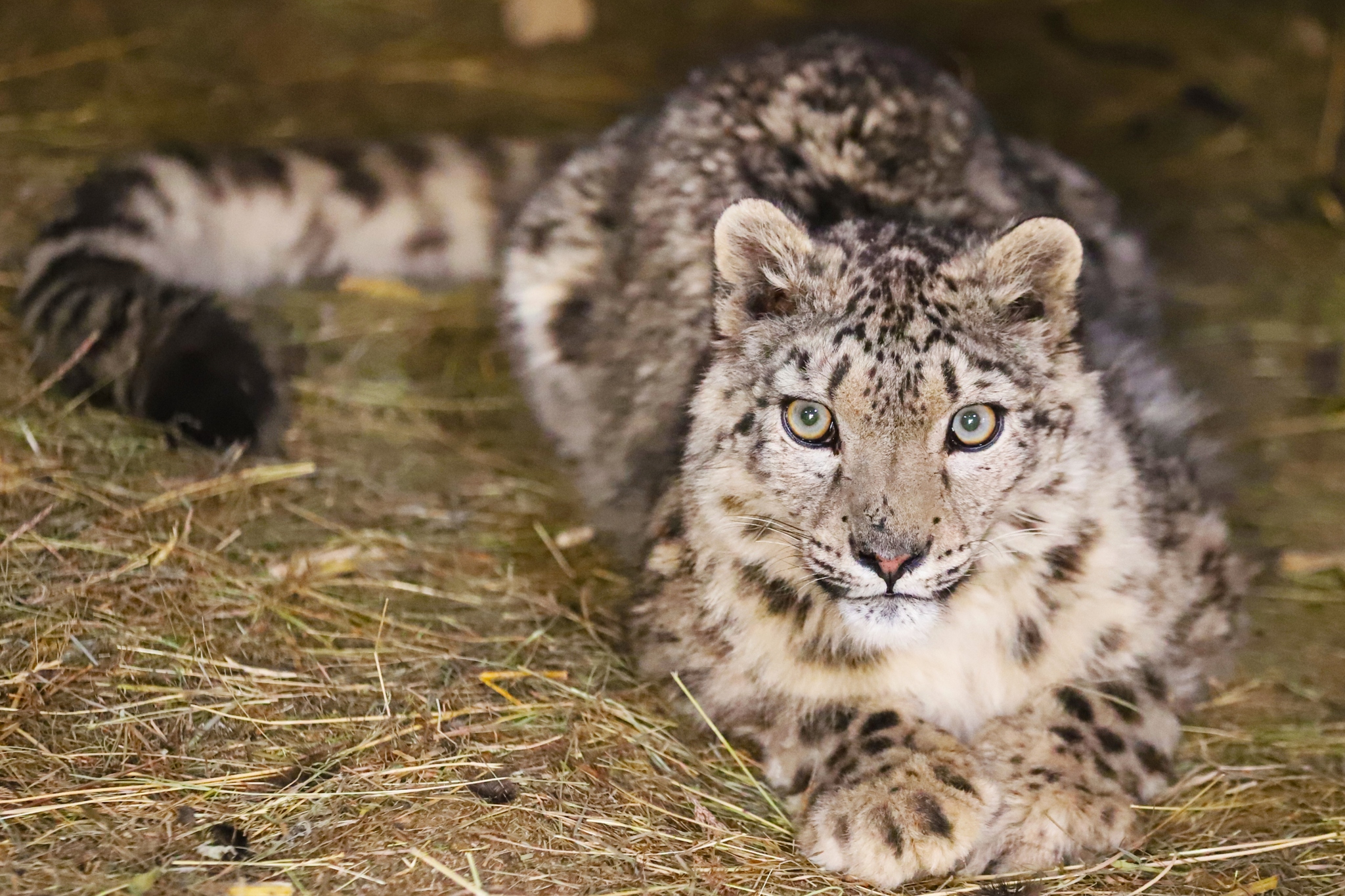 A file photo shows a snow leopard in Xinjiang Uygur Autonomous Region. /VCG