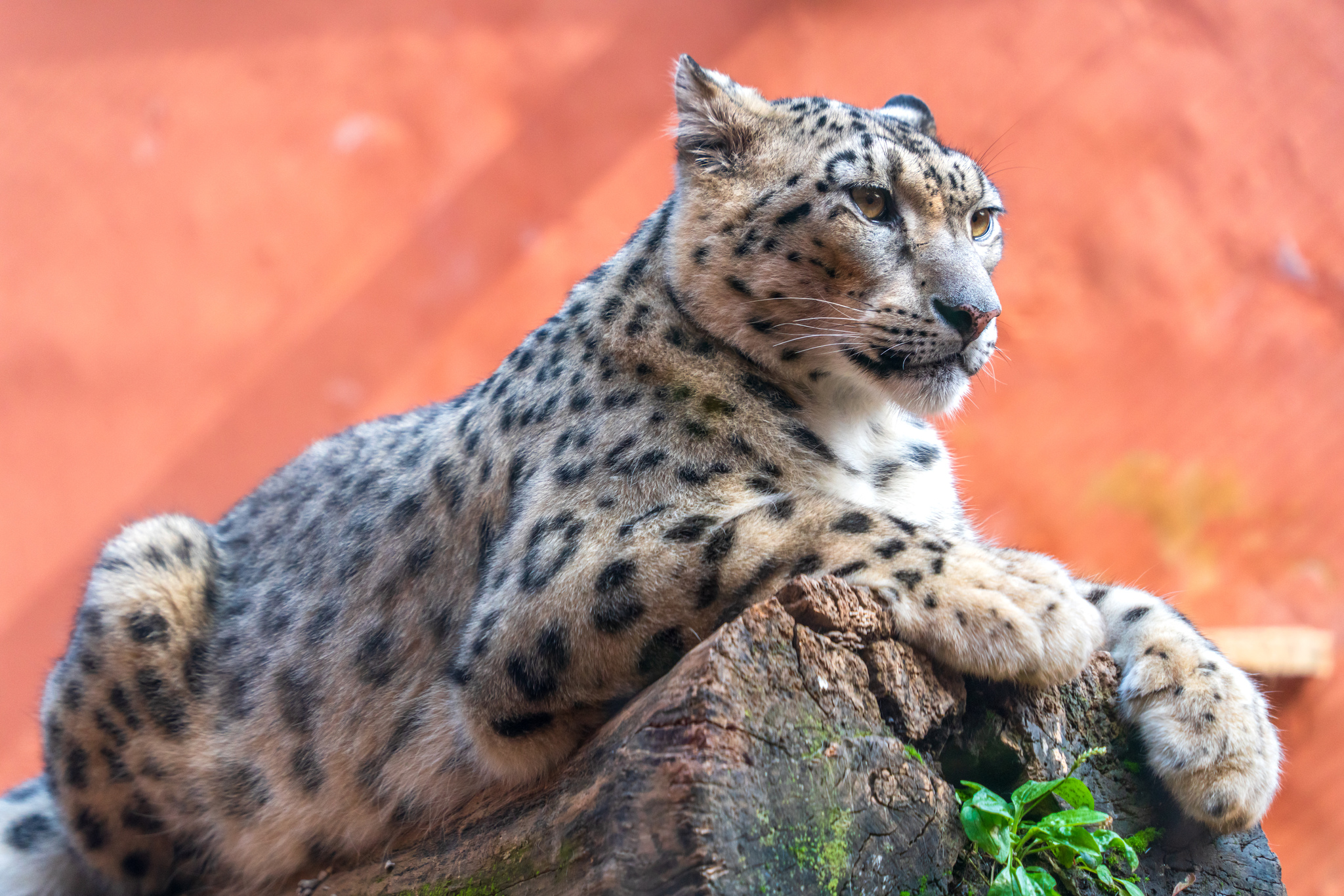 A file photo shows a snow leopard at a wildlife park in Xining, Qinghai Province. /VCG