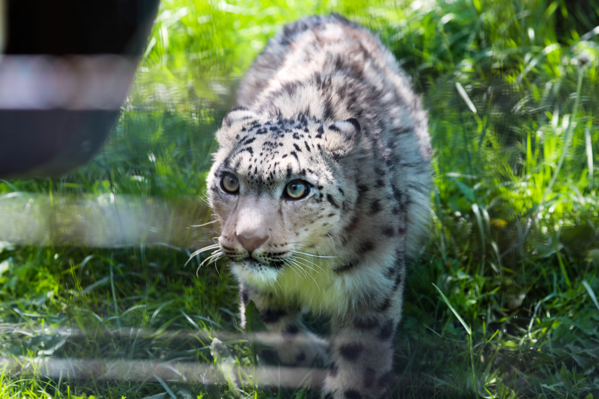 A file photo shows Ling Xiaozhe, a snow leopard cub rescued from the wild, during its rehabilitation at a wildlife park in Xining, Qinghai Province. /VCG