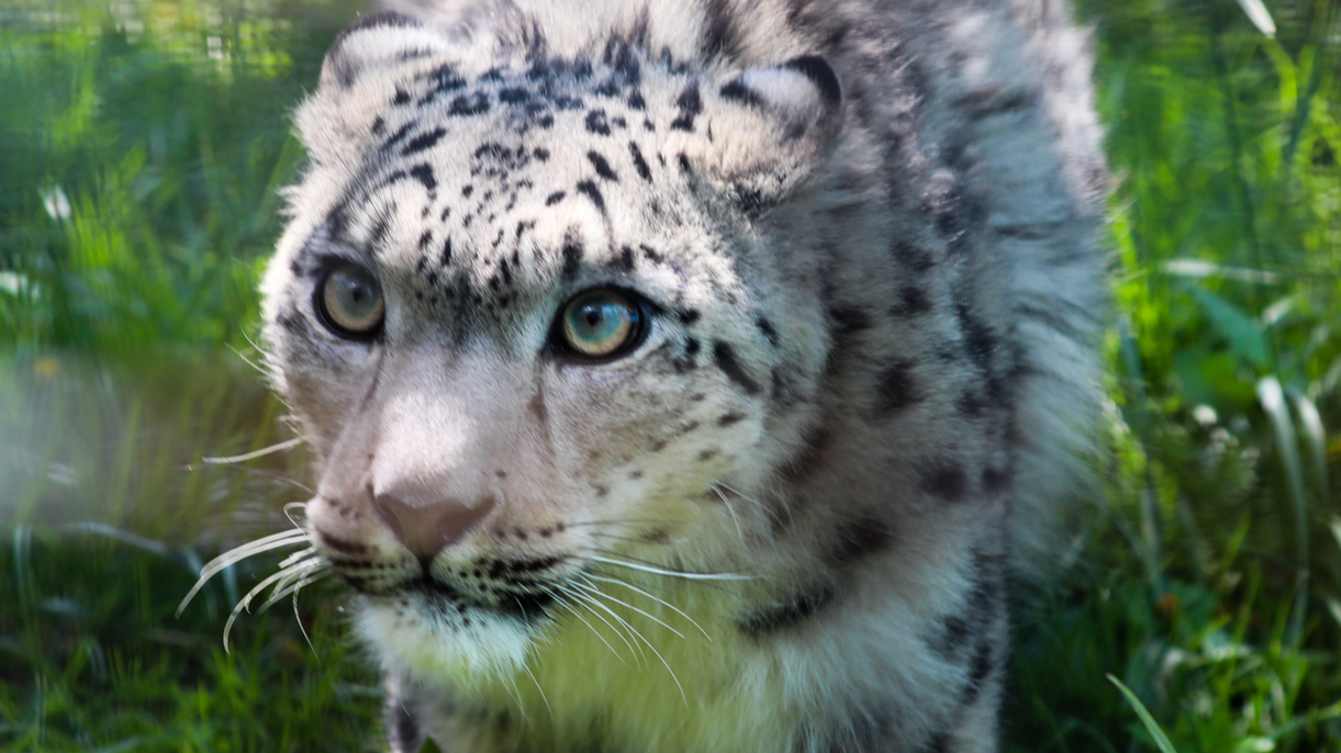Snow leopards on the rise in China