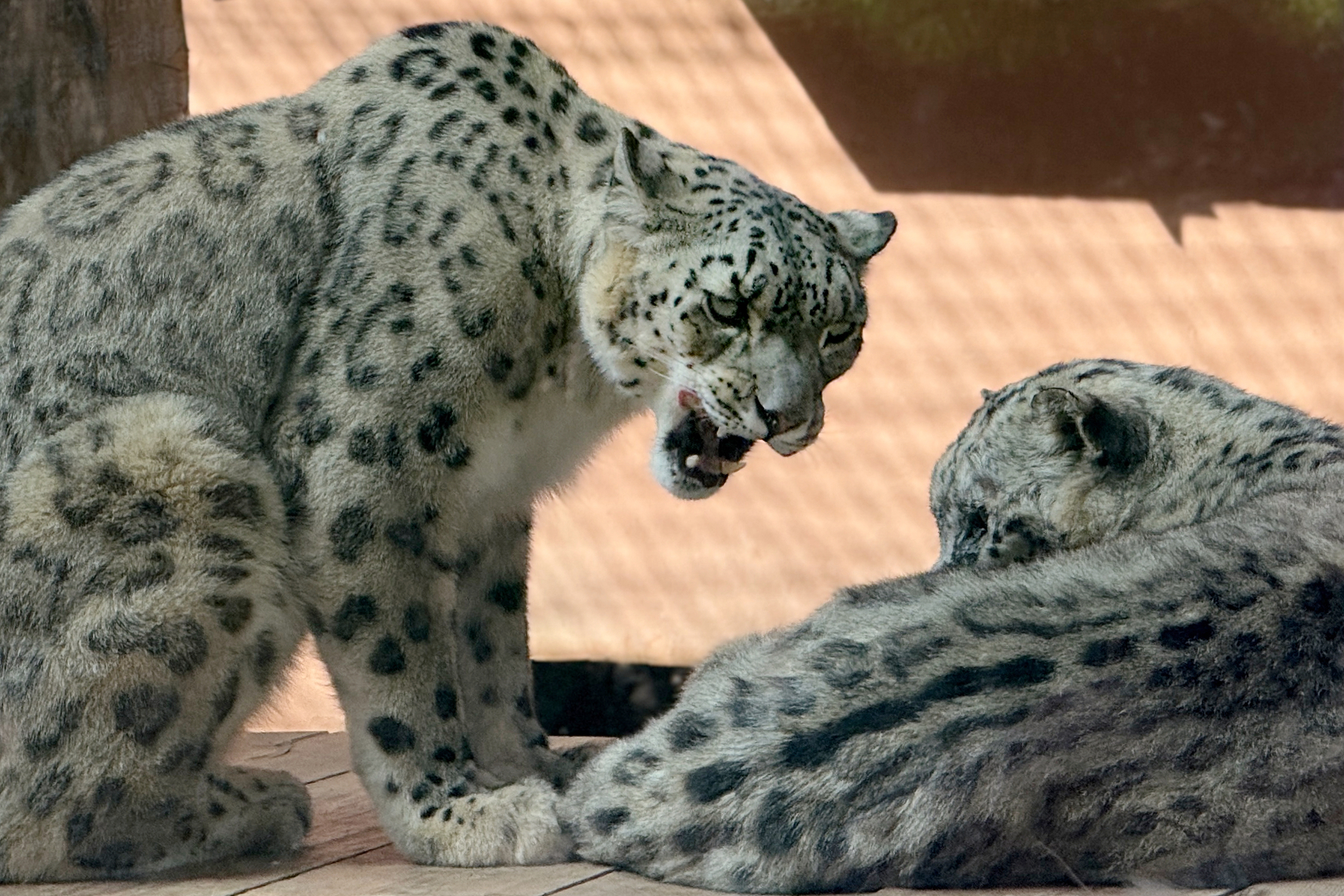 A file photo shows the snow leopards at a wildlife park in Xining, Qinghai Province. /VCG