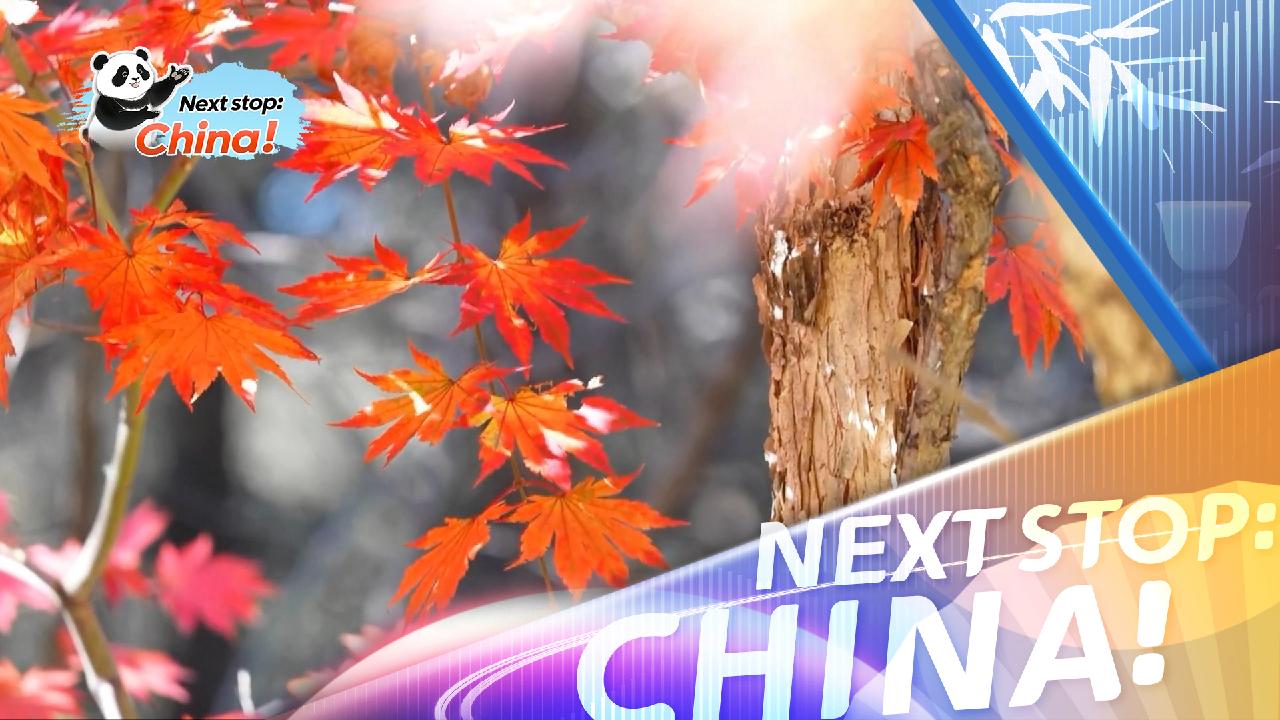 Stunning autumn scenery fuels tourism across China - CGTN