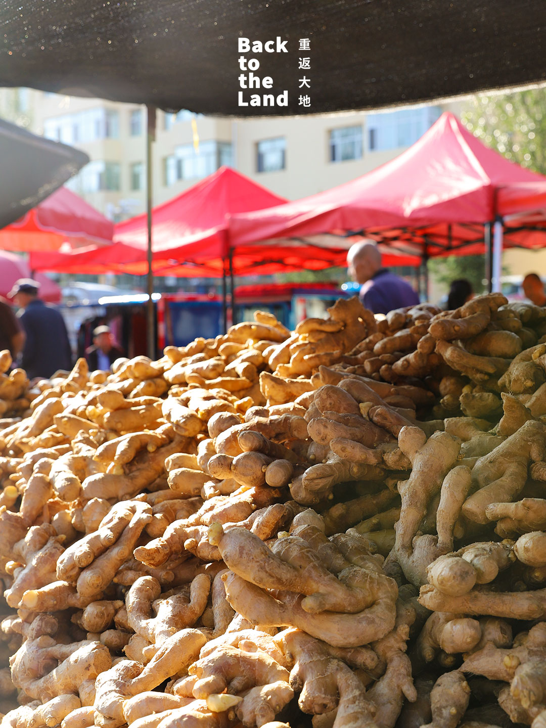 Located in Inner Mongolia, Xinghe Market is a lively local market filled with fresh produce and color. /CGTN