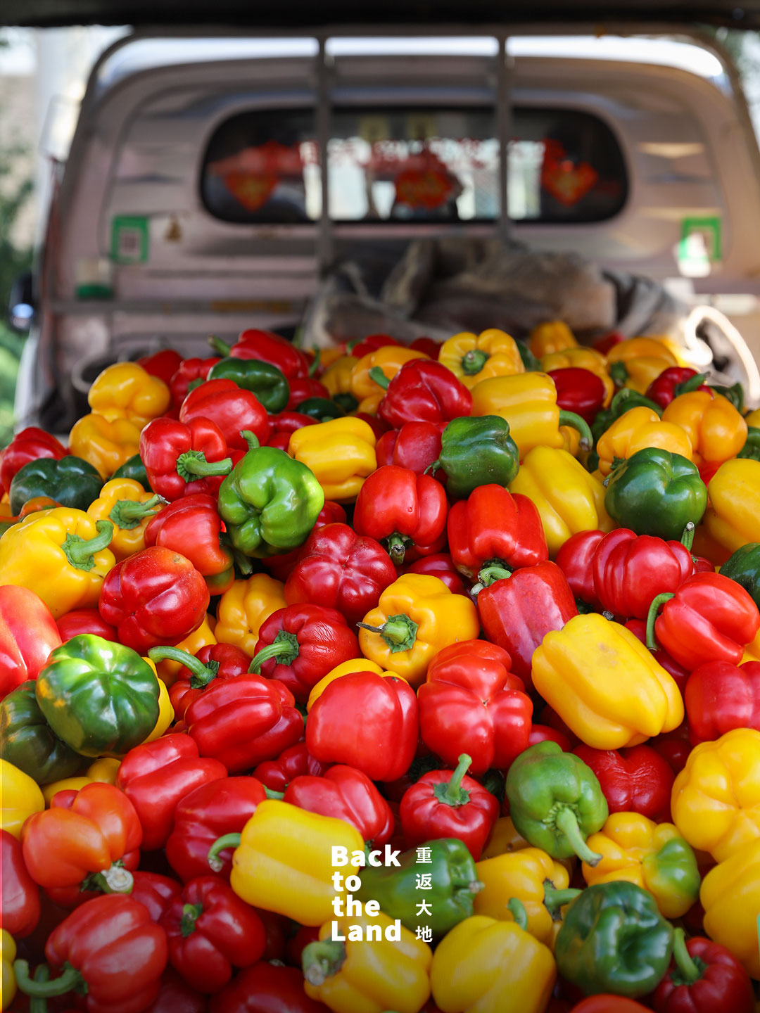 Located in Inner Mongolia, Xinghe Market is a lively local market filled with fresh produce and color. /CGTN
