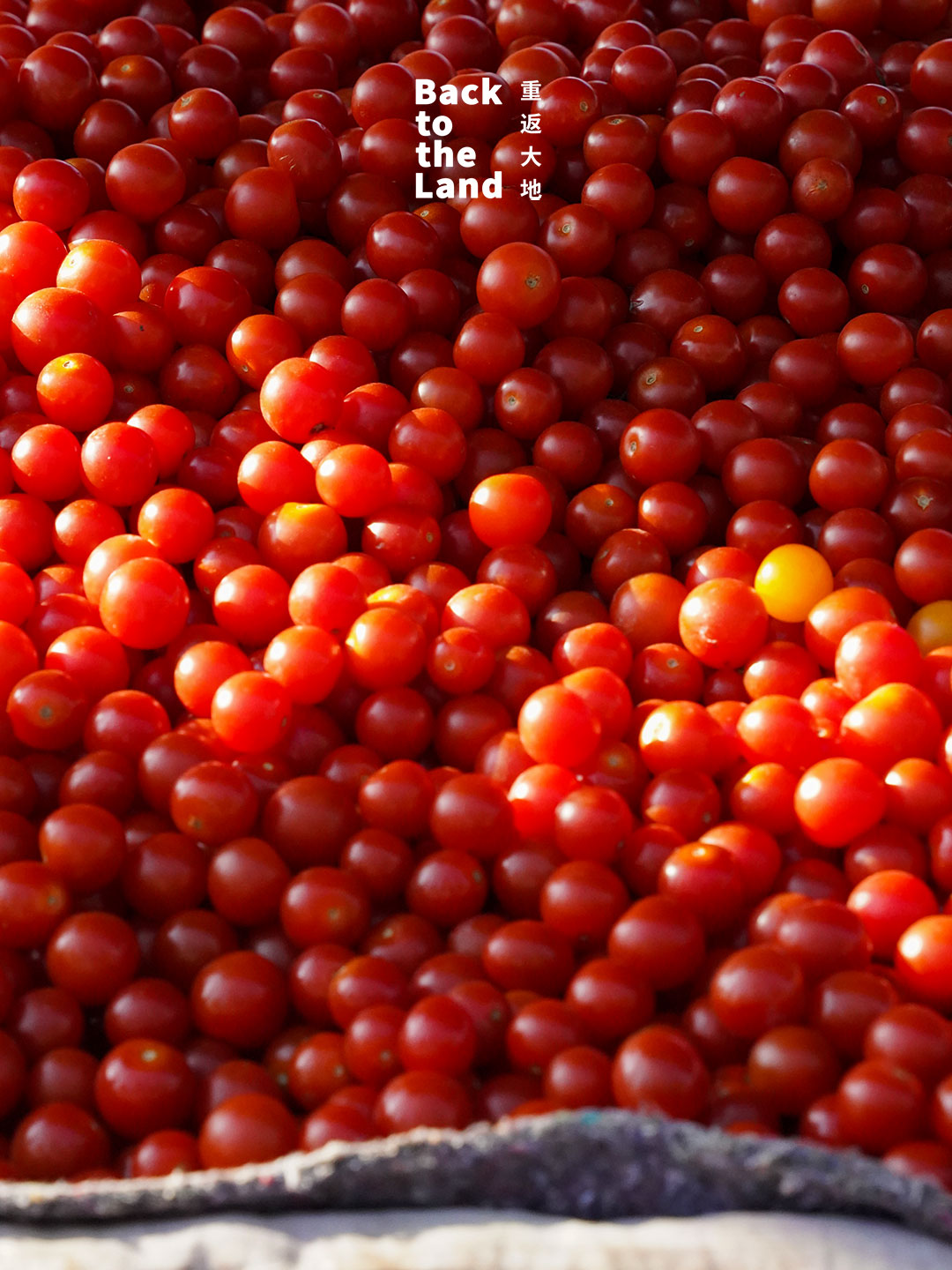 Located in Inner Mongolia, Xinghe Market is a lively local market filled with fresh produce and color. /CGTN