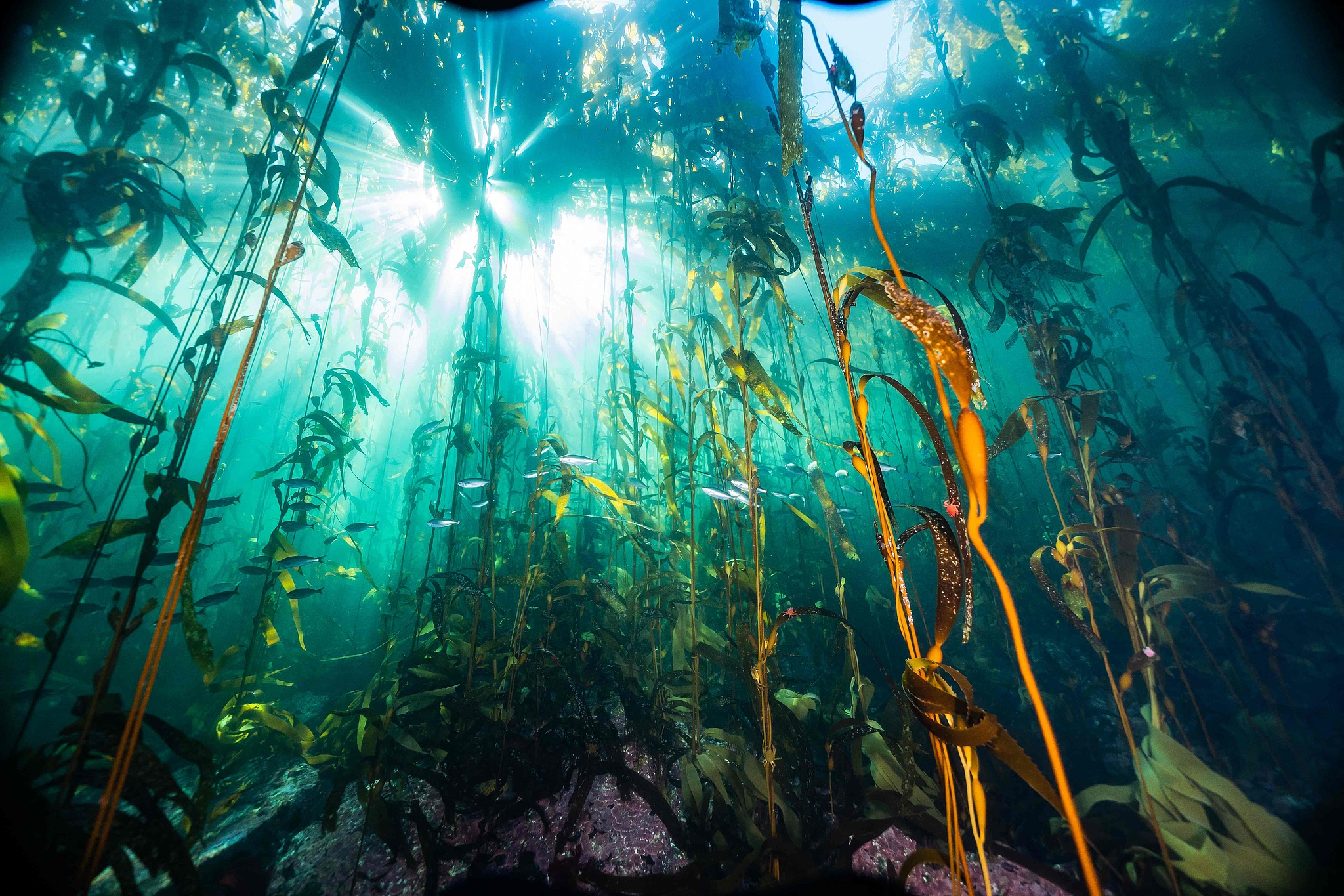 A kelp forest in the coastal area of Chiloe, Patagonia, Chile, April 10, 2023. /VCG