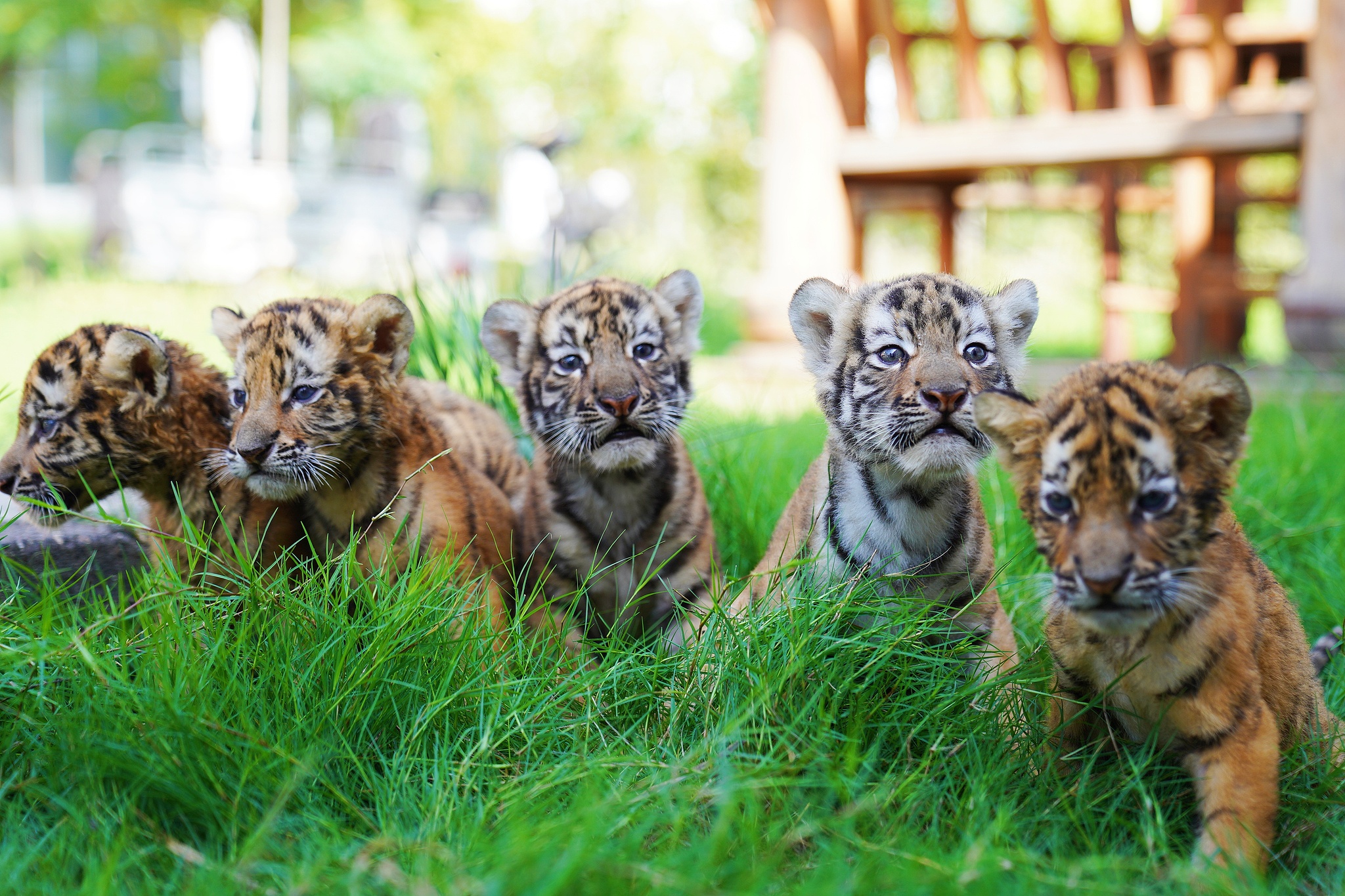 Month-old Siberian tiger cubs are seen at a park in Jiaozuo, Henan Province, central China, September 9, 2025. /VCG
