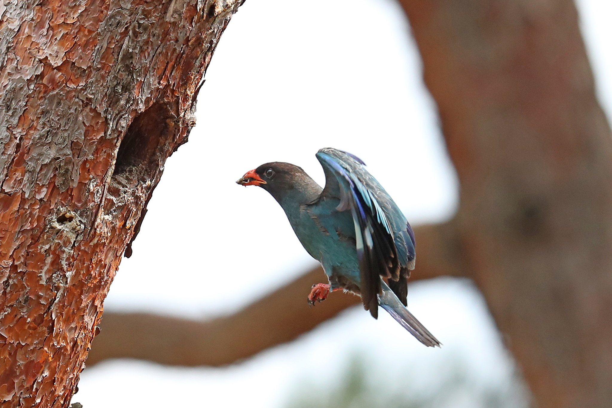 An Oriental dollarbird feeds its chicks, Gyeongju, Korea, July 10, 2025. /VCG