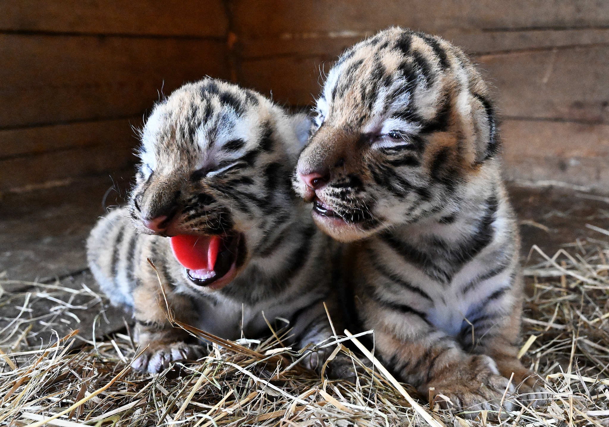 Siberian tiger cubs, born on June 21 this year, are seen at the Chudesny zoo in Ussuriysk, Promorye Territory, Russia, July 2, 2025. /VCG