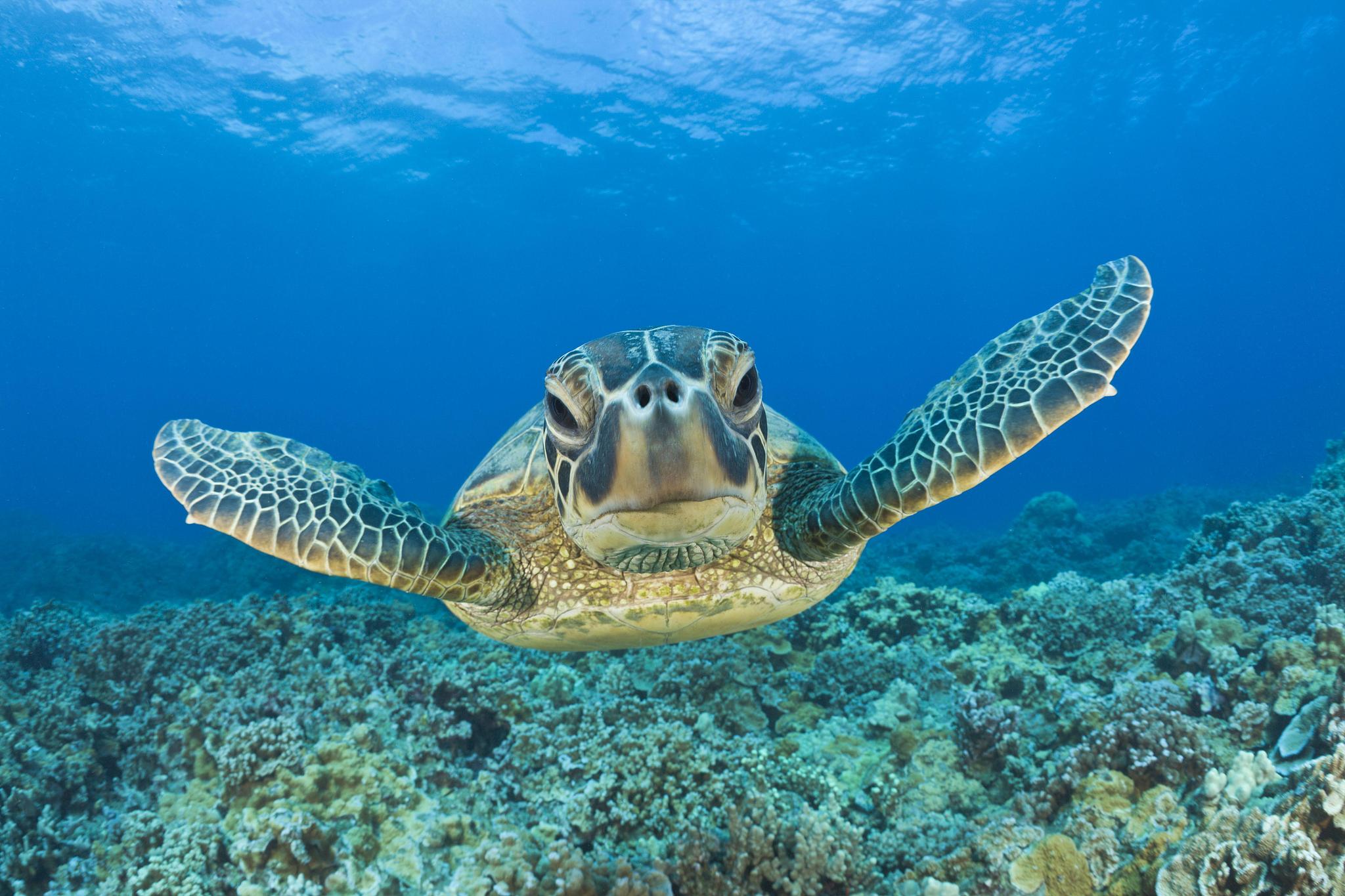 A green sea turtle swims in the sea, Hawaii, the U.S. /VCG
