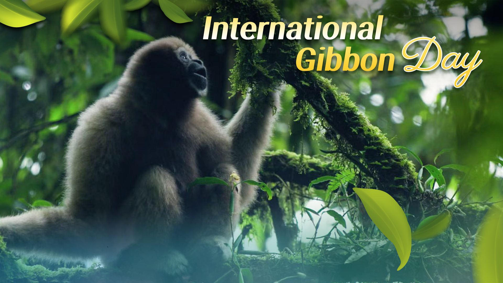 Echoes of forest singers in China's gibbon protection