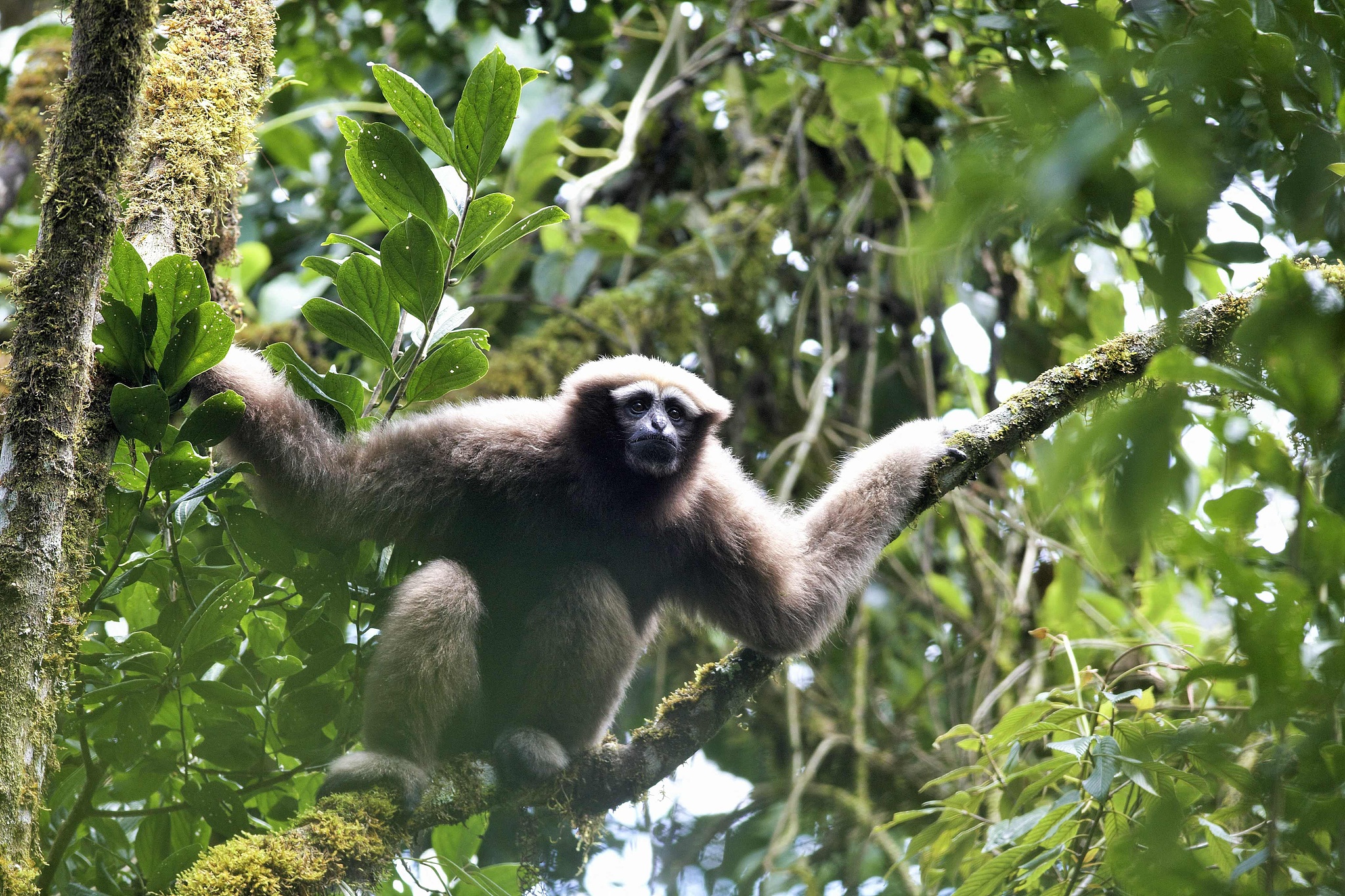 A Skywalker hoolock gibbon is spotted in the jungle in Myanmar, February 16, 2024. /VCG