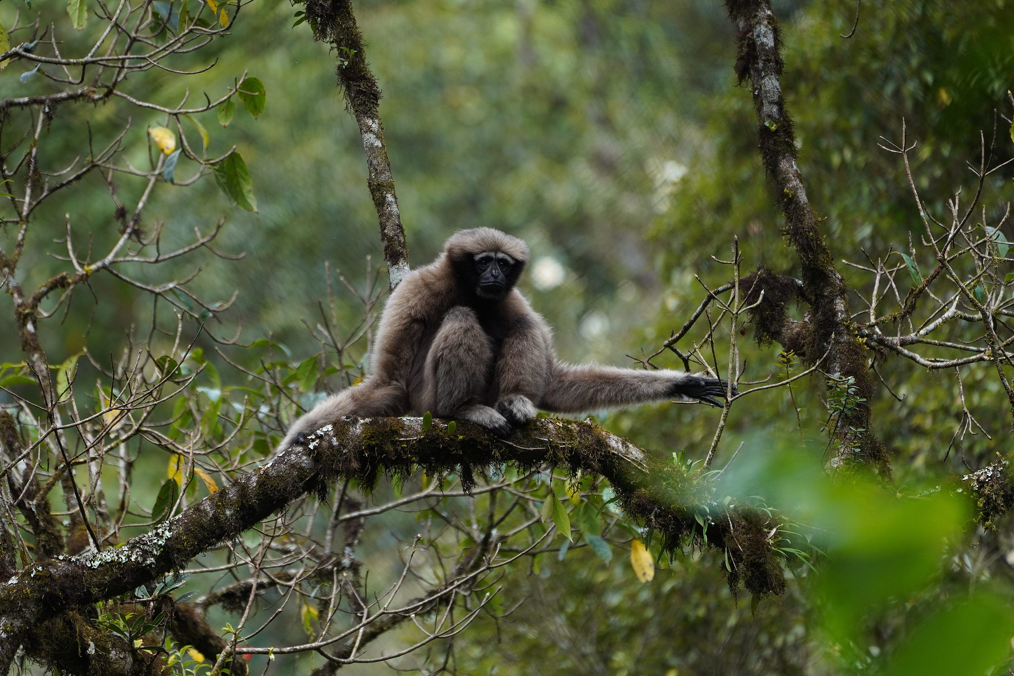 A female Skywalker hoolock gibbon is seen in the Gaoligong Mountain National Nature Reserve, Baoshan, Yunnan Province, southwest China, September 28, 2021. /VCG