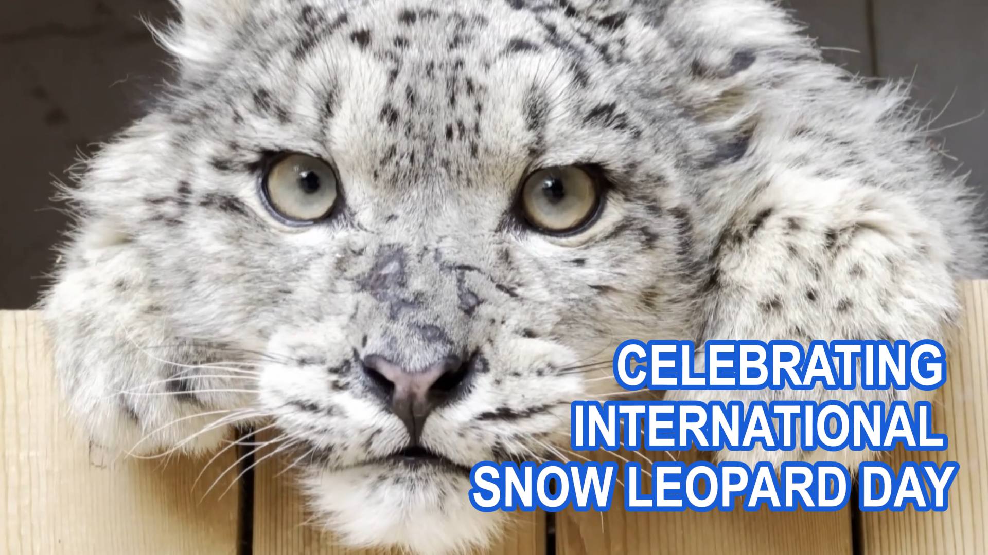 Guardians of the Peaks: International Snow Leopard Day