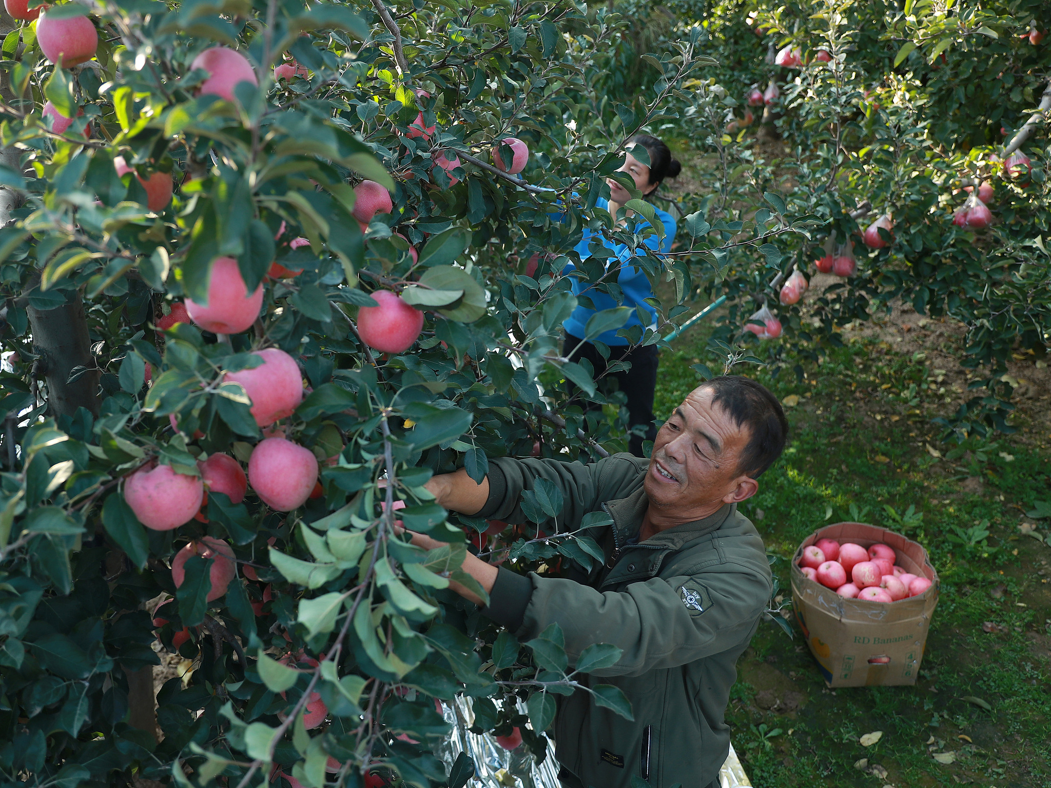 A file photo shows village residents picking apples in an orchard in Tianshui, Gansu Province. /VCG