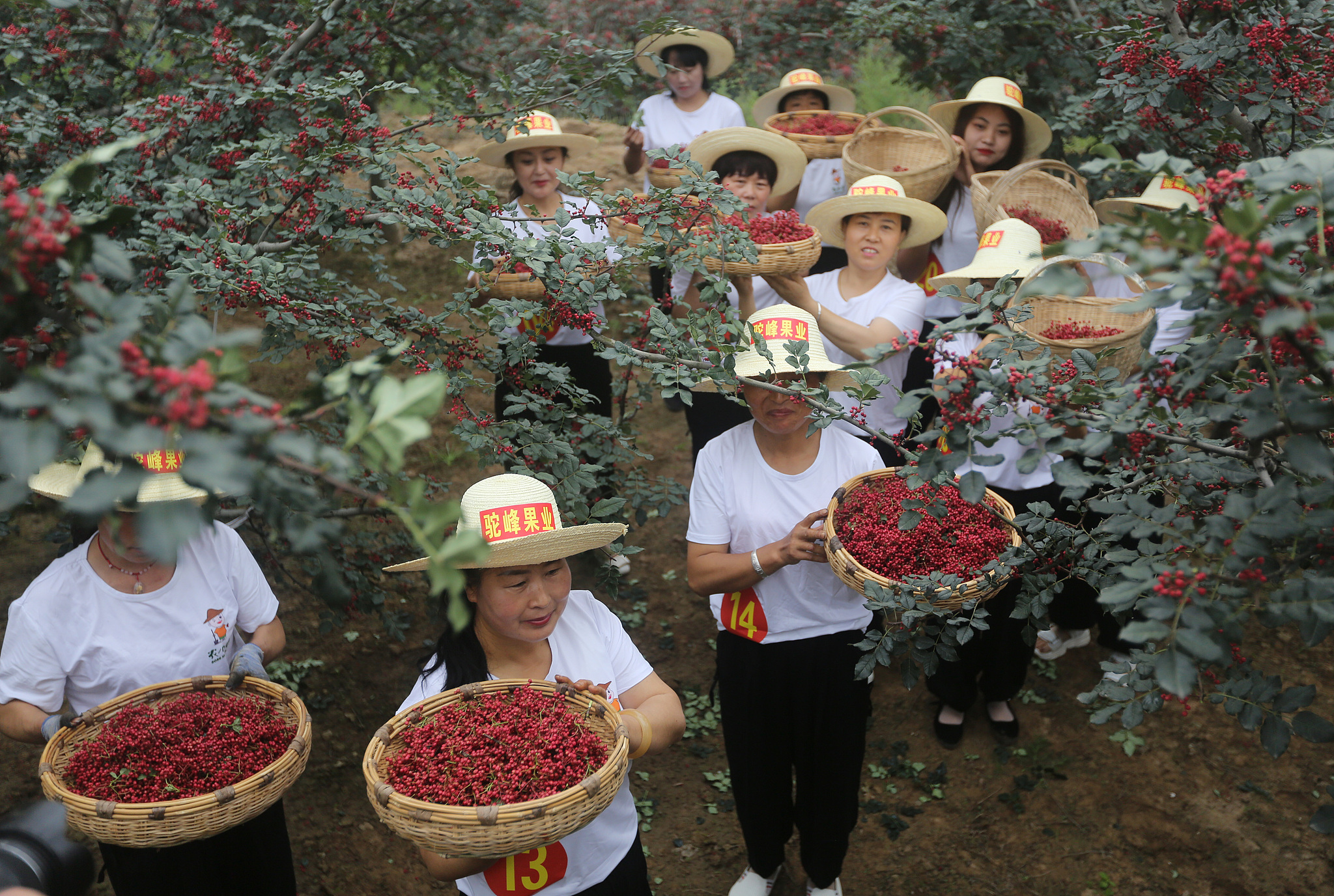 A file photo shows a red pepper-picking competition held in Gangu County, Gansu Province. /VCG