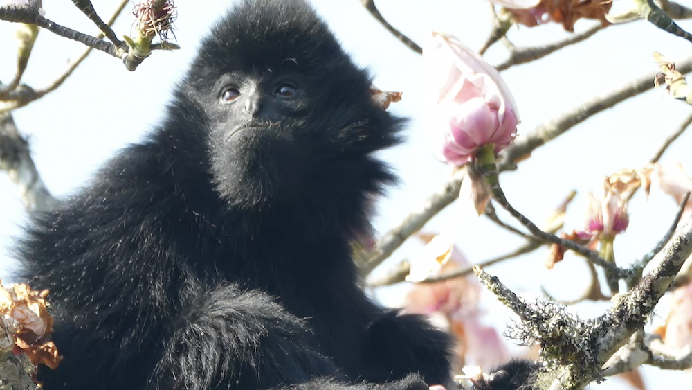 Western black crested gibbons thrive in Yunnan's Ailao Mountains