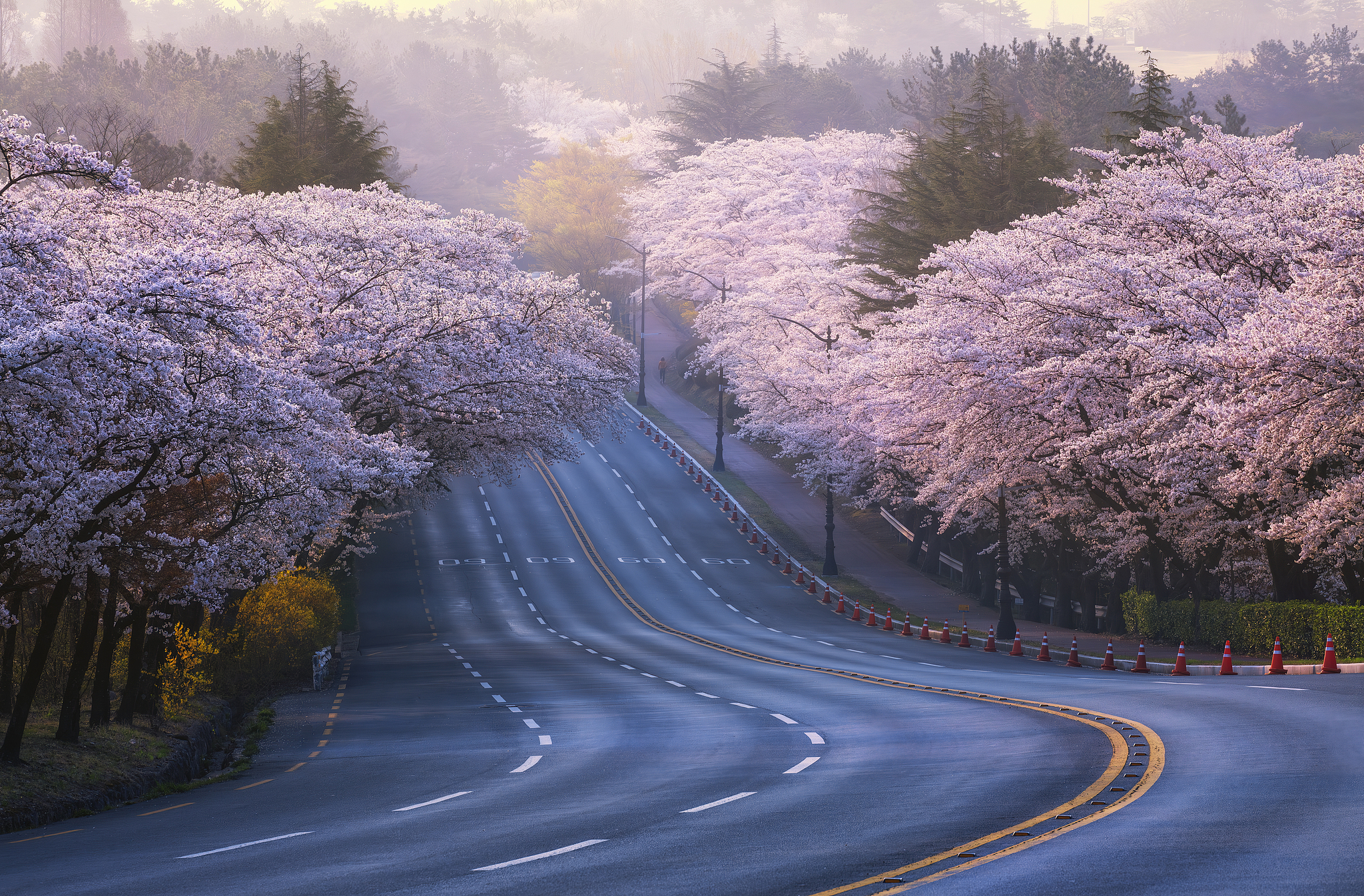 The view of cherry blossoms blooming along the road in Gyeongju, South Korea. /VCG
