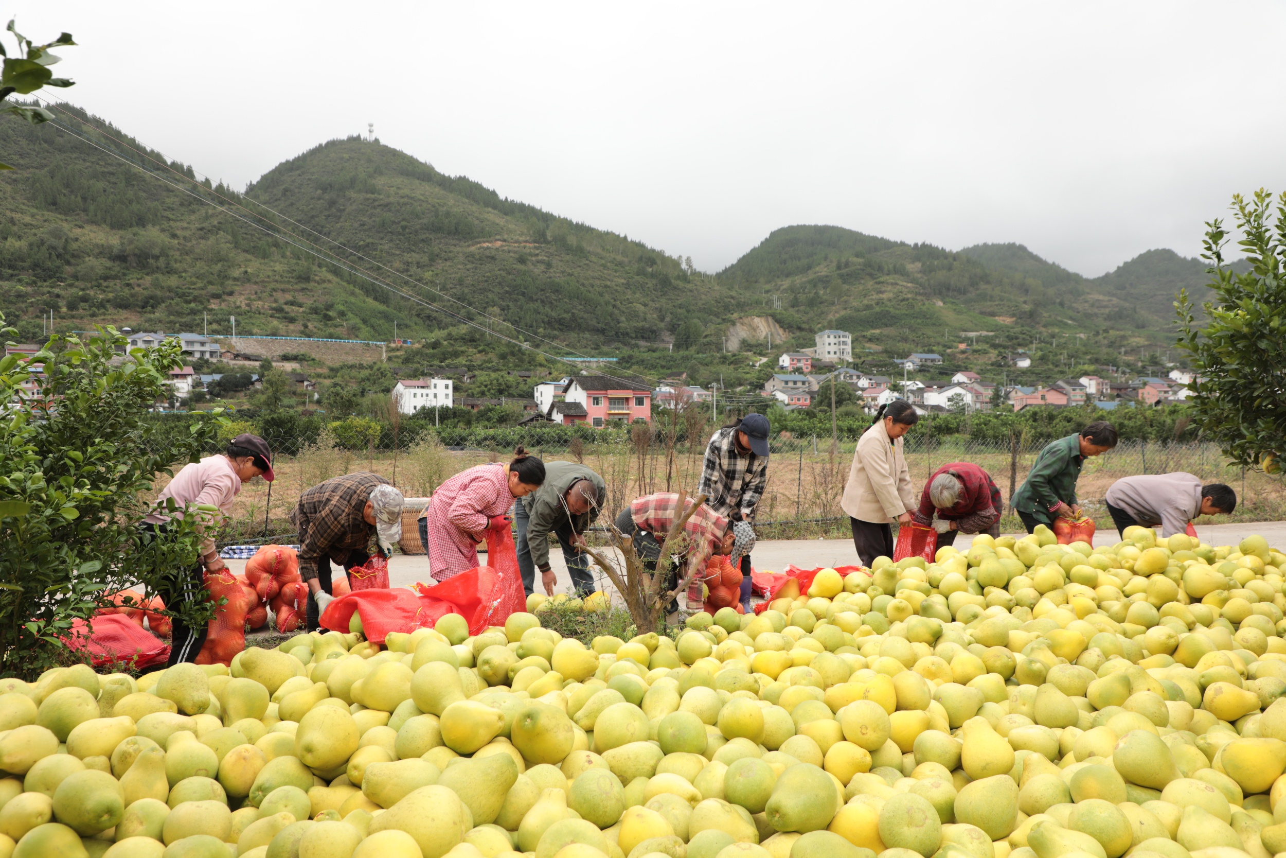 Locals pack crisp-sweet pomelos in Heba Town, Shiqian County, southwest China's Guizhou Province on October 21, 2025. /Photo provided to CGTN