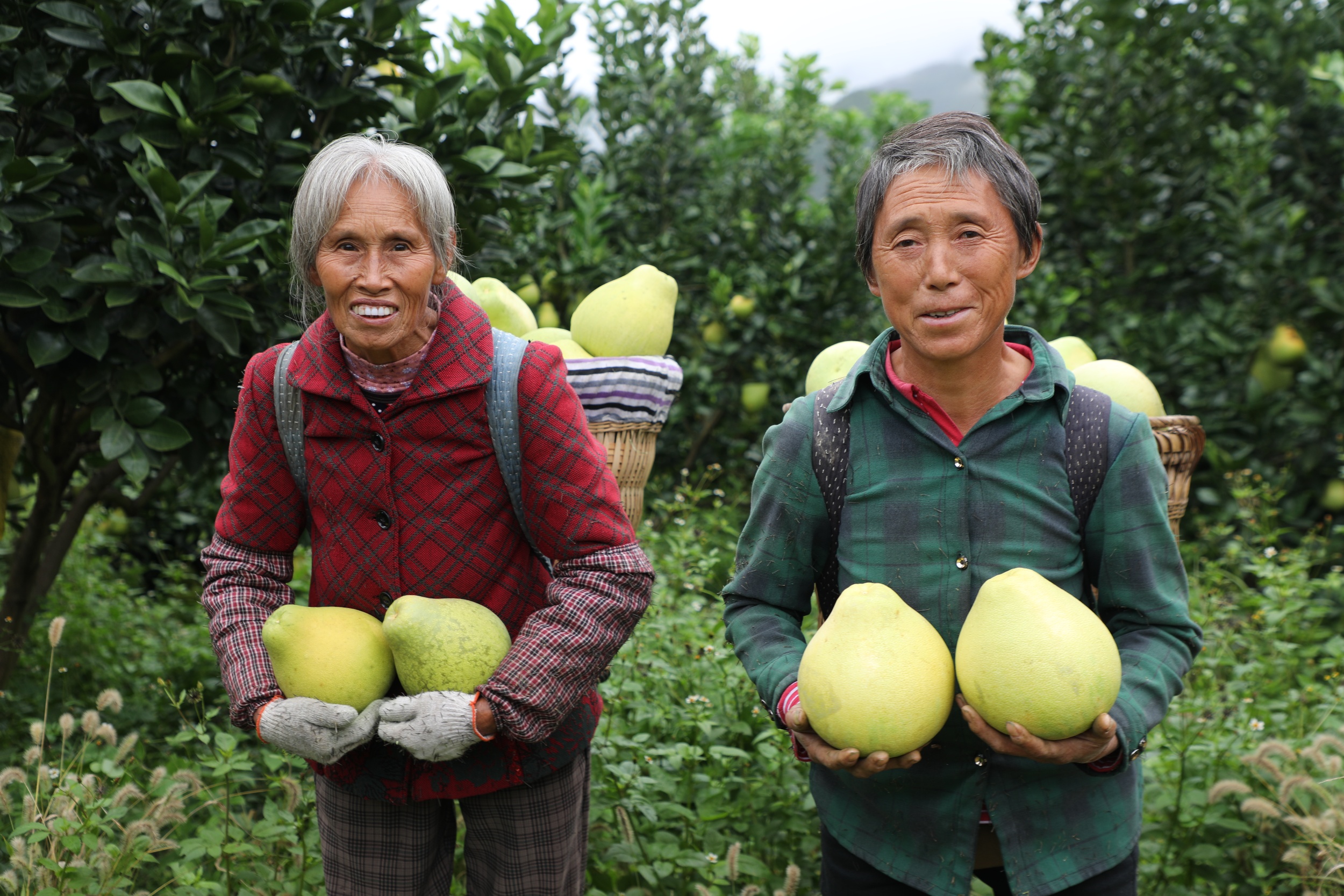 Two locals show crisp-sweet pomelos in Heba Town, Shiqian County, southwest China's Guizhou Province on October 21, 2025. /Photo provided to CGTN